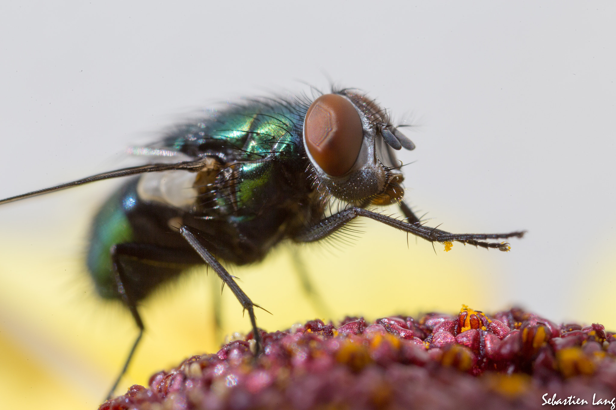 Canon MP-E 65mm F2.5 1-5x Macro Photo sample photo. Mouche photography
