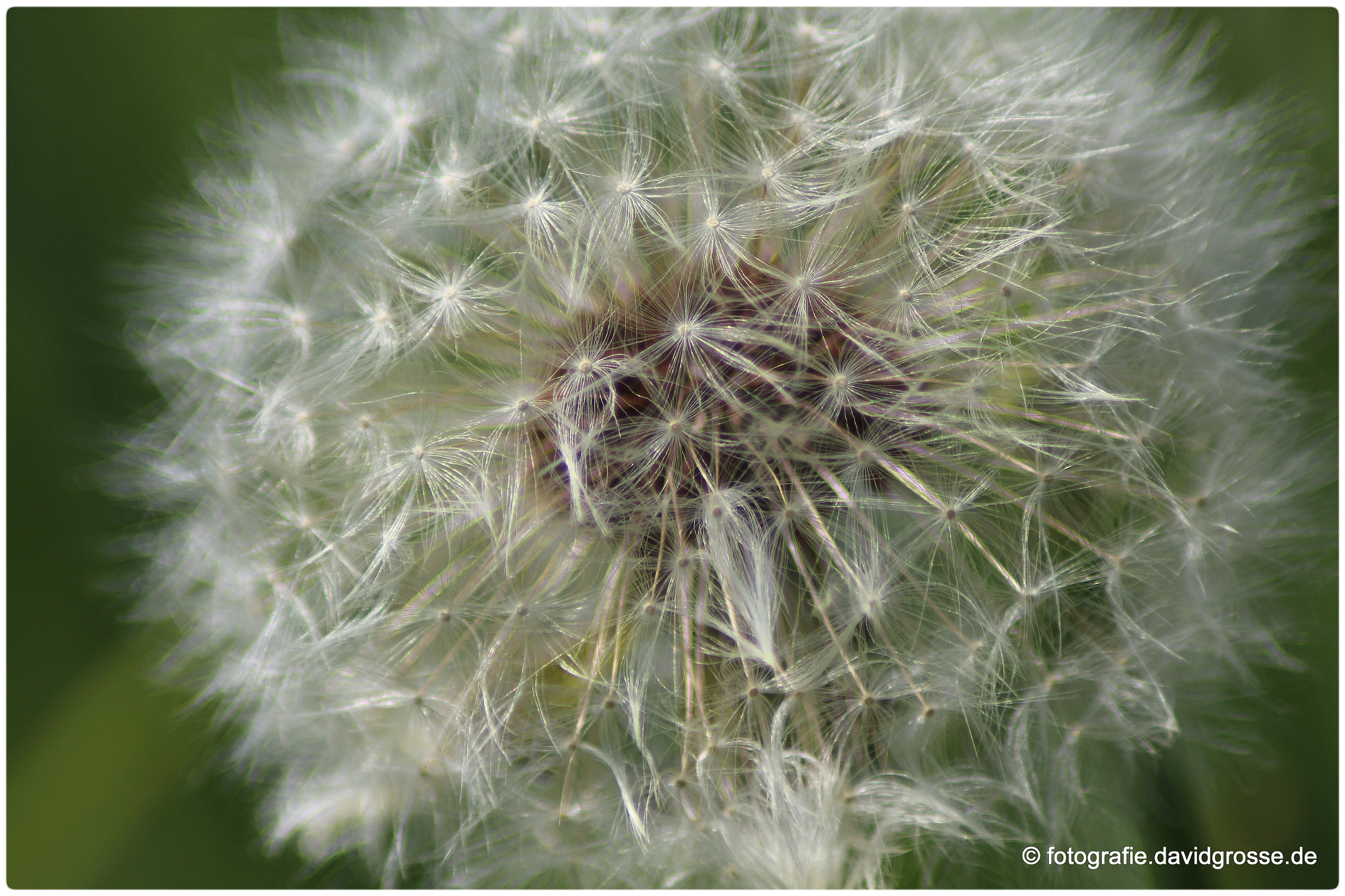 Canon 70-300mm sample photo. Nice dandelion photography
