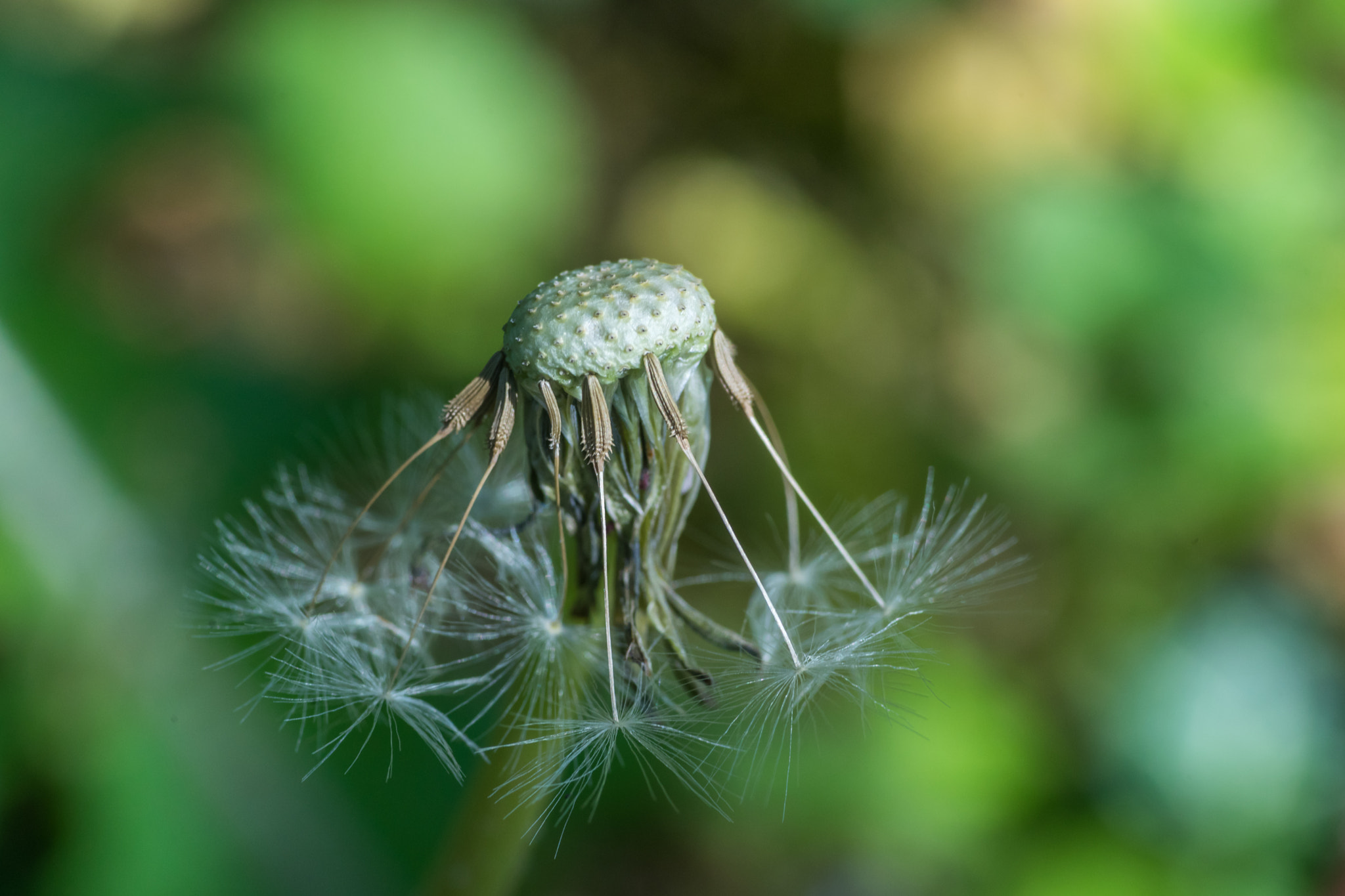 Minolta AF 100-300mm F4.5-5.6 APO (D) sample photo. Dandelion photography