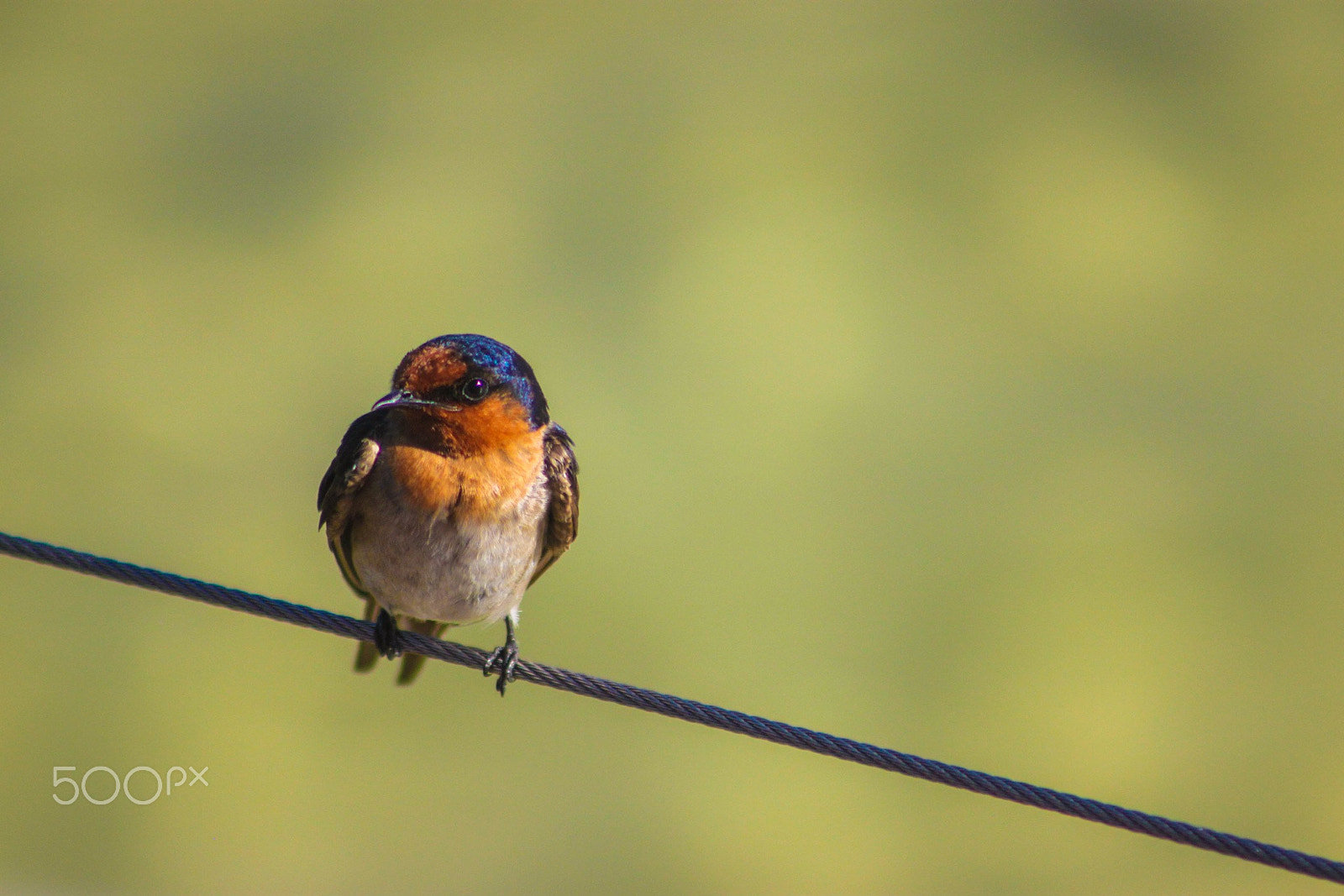 Canon EF 75-300mm f/4-5.6 USM sample photo. Bird on a wire photography