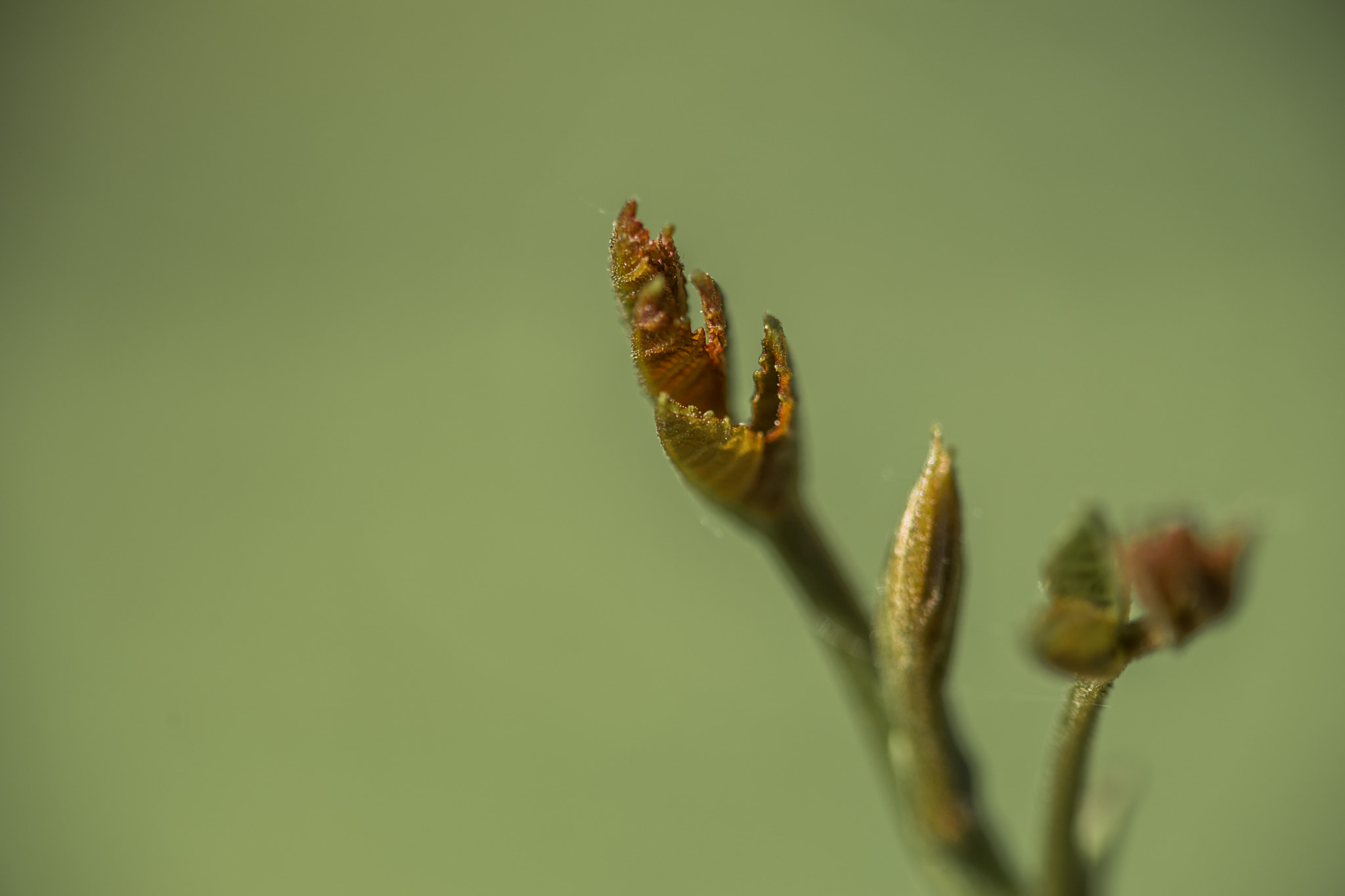 Minolta AF 100-300mm F4.5-5.6 APO (D) sample photo. Bud photography