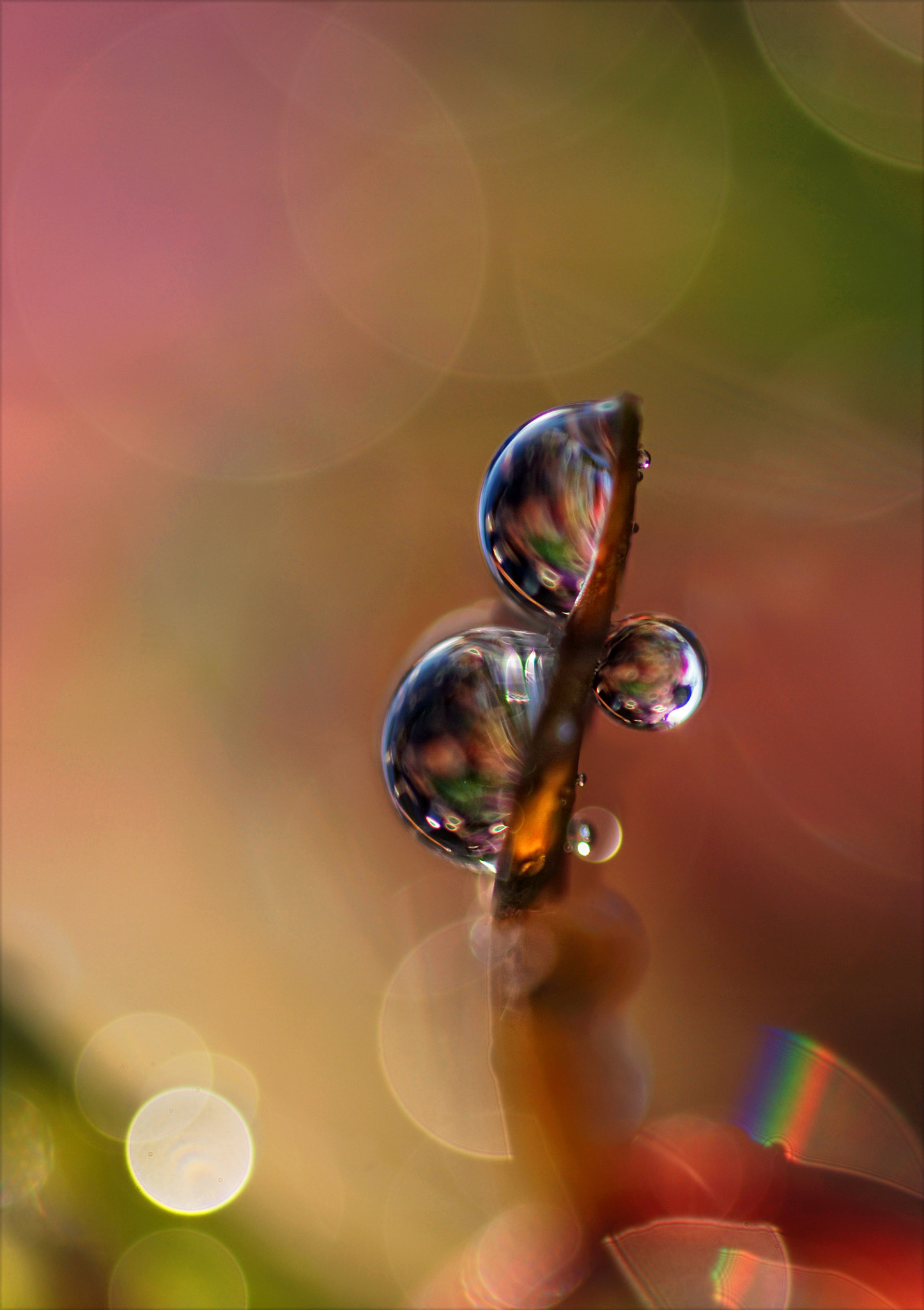 Nikon D80 + Sigma 105mm F2.8 EX DG Macro sample photo. ~trio ~ photography