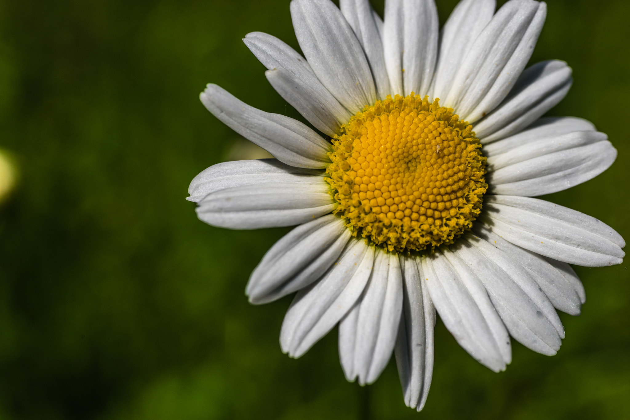 Sony a7 II + Sigma 70mm F2.8 EX DG Macro sample photo. Daisy photography