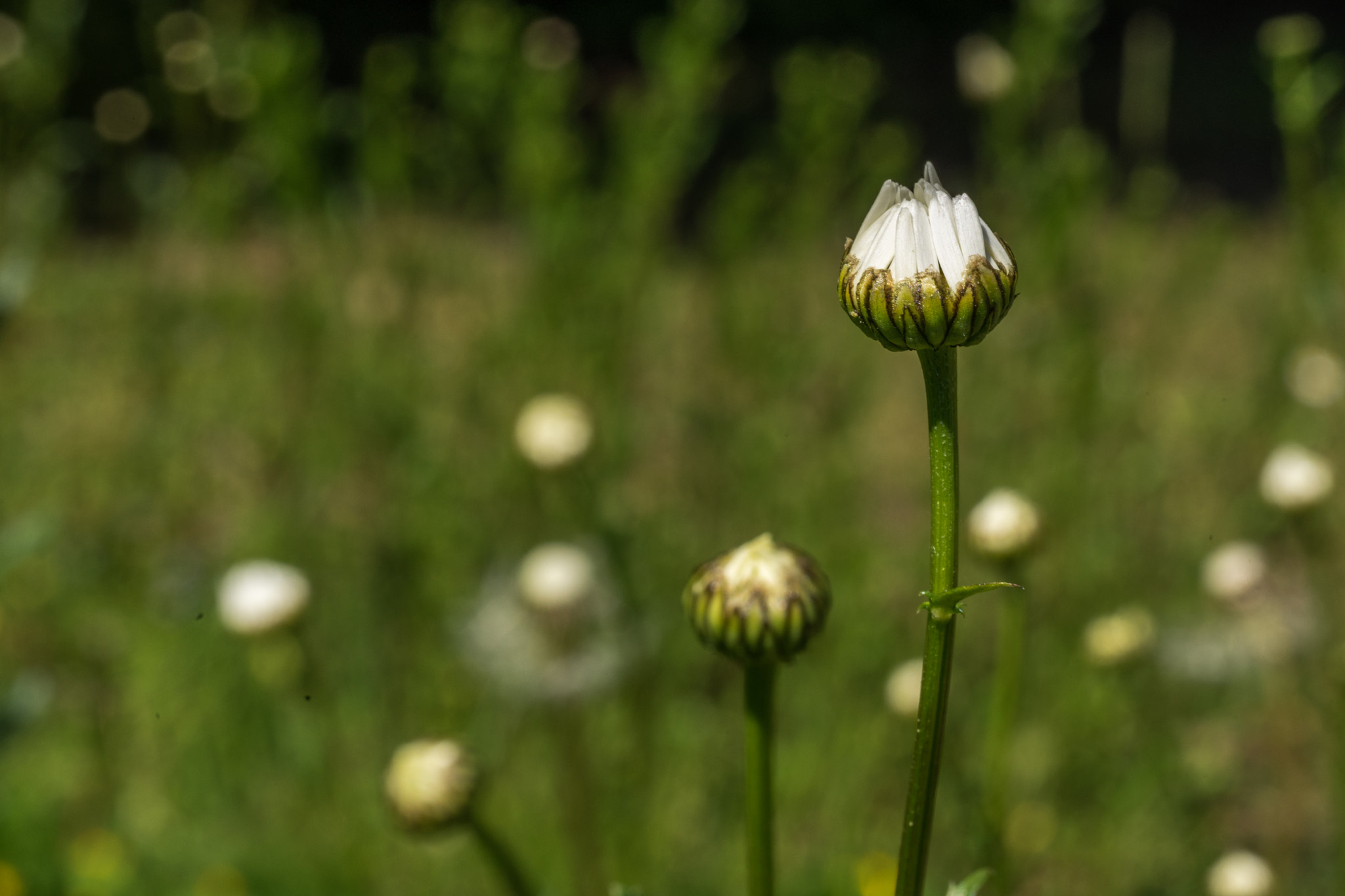 Sigma 70mm F2.8 EX DG Macro sample photo. Daisy photography