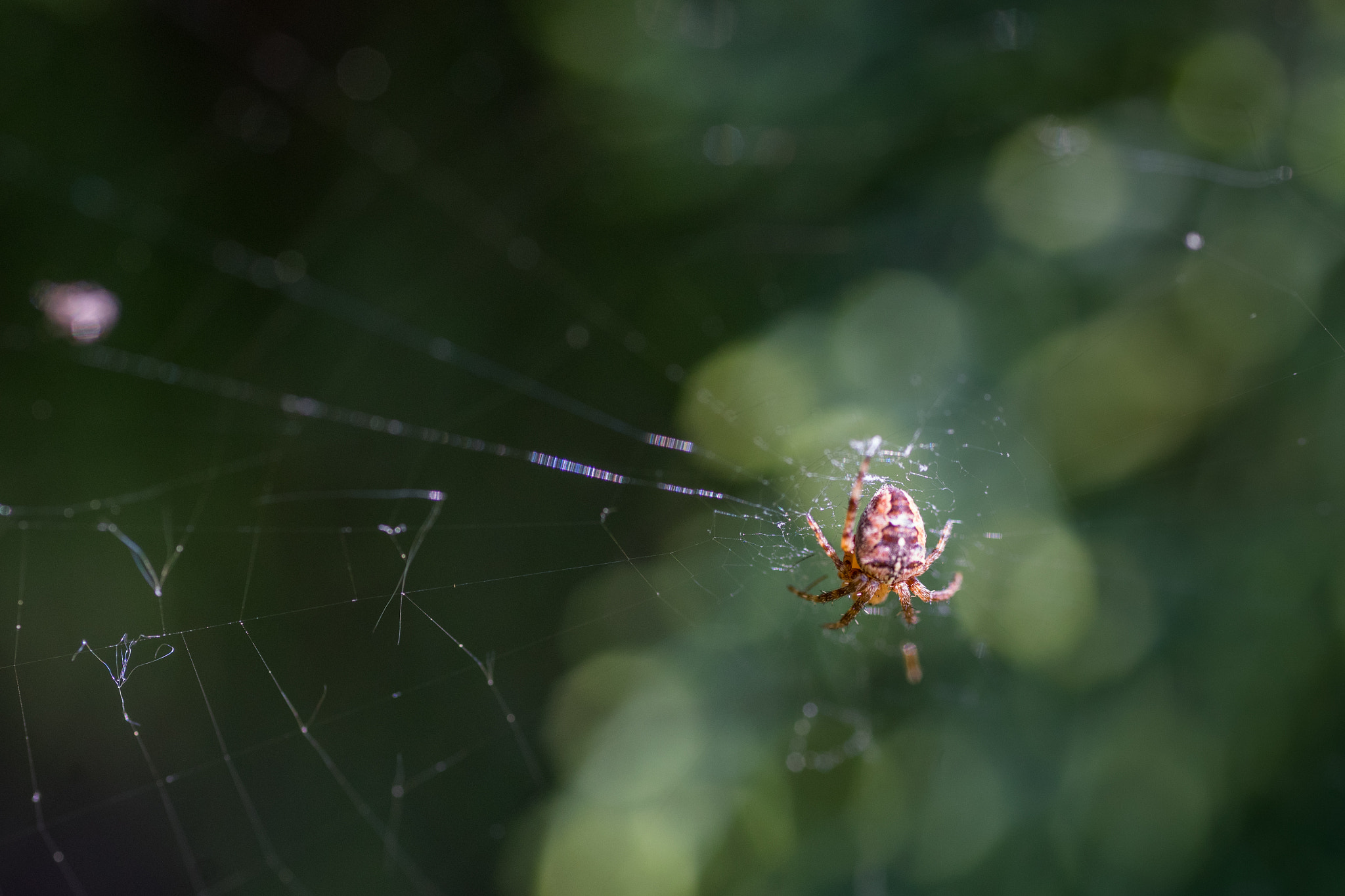 Sony a7 II + Sigma 70mm F2.8 EX DG Macro sample photo. Spider photography