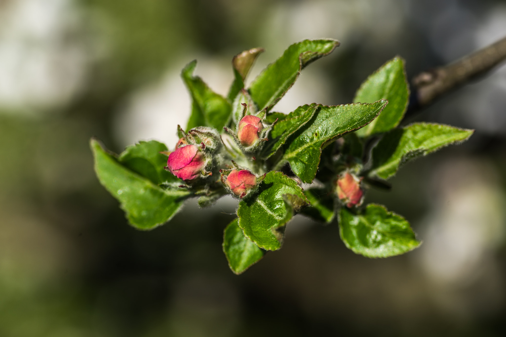 Minolta AF 100-300mm F4.5-5.6 APO (D) sample photo. Apple flowers photography