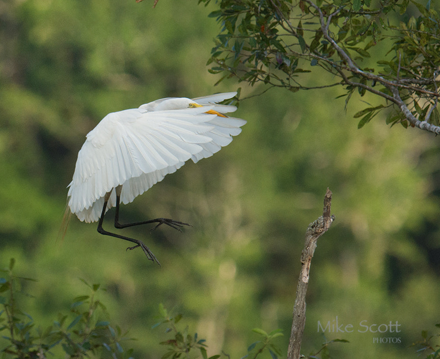 Nikon AF-S Nikkor 300mm F2.8G ED VR II sample photo. Peeking photography