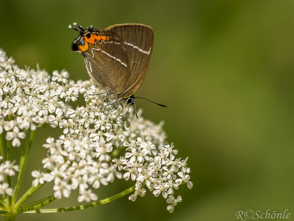 Panasonic DMC-G70 sample photo. Ulmen-zipfelfalter (satyrium w-album photography