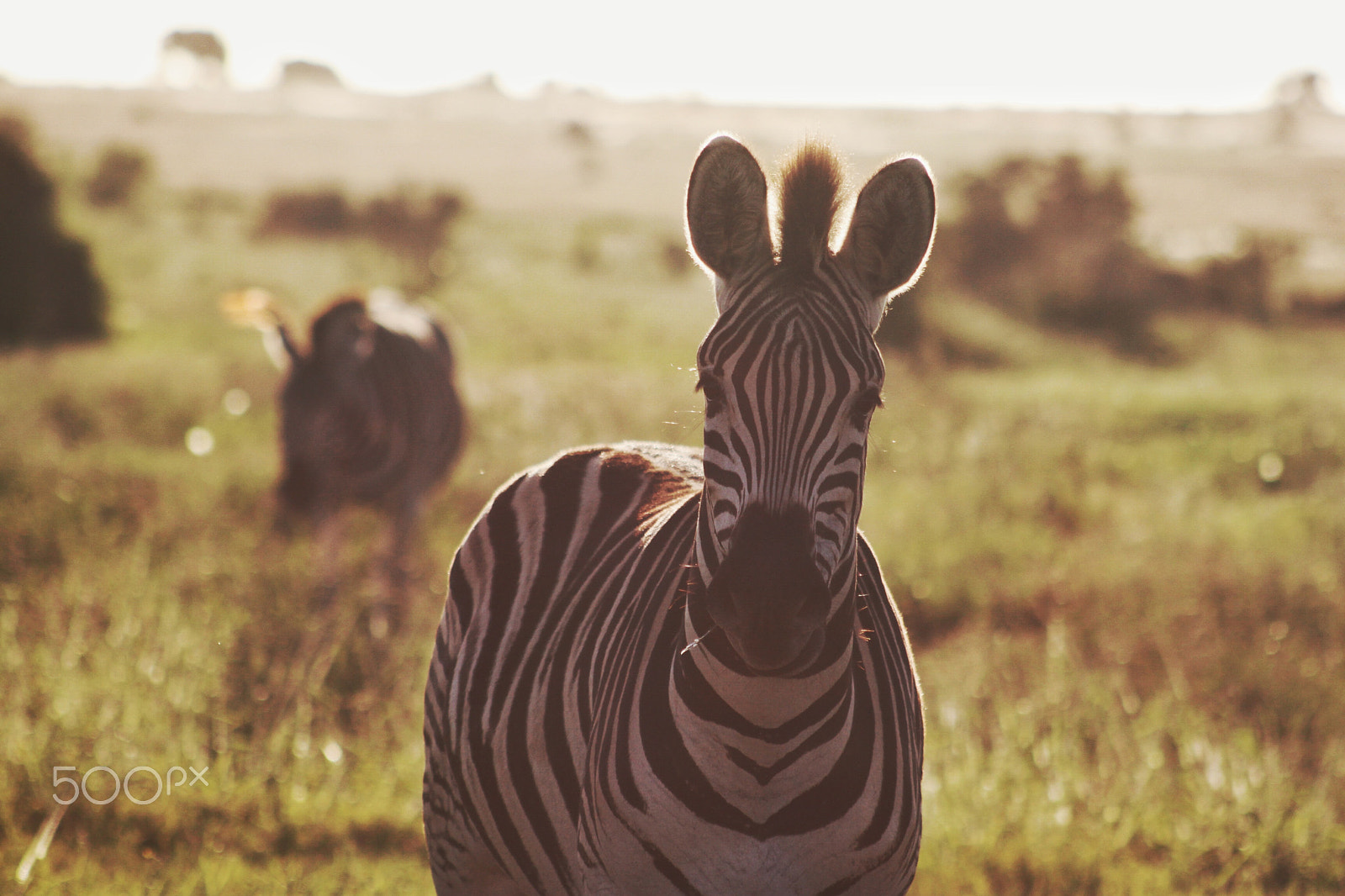 Canon EF 75-300mm f/4-5.6 USM sample photo. Zebra sunset photography
