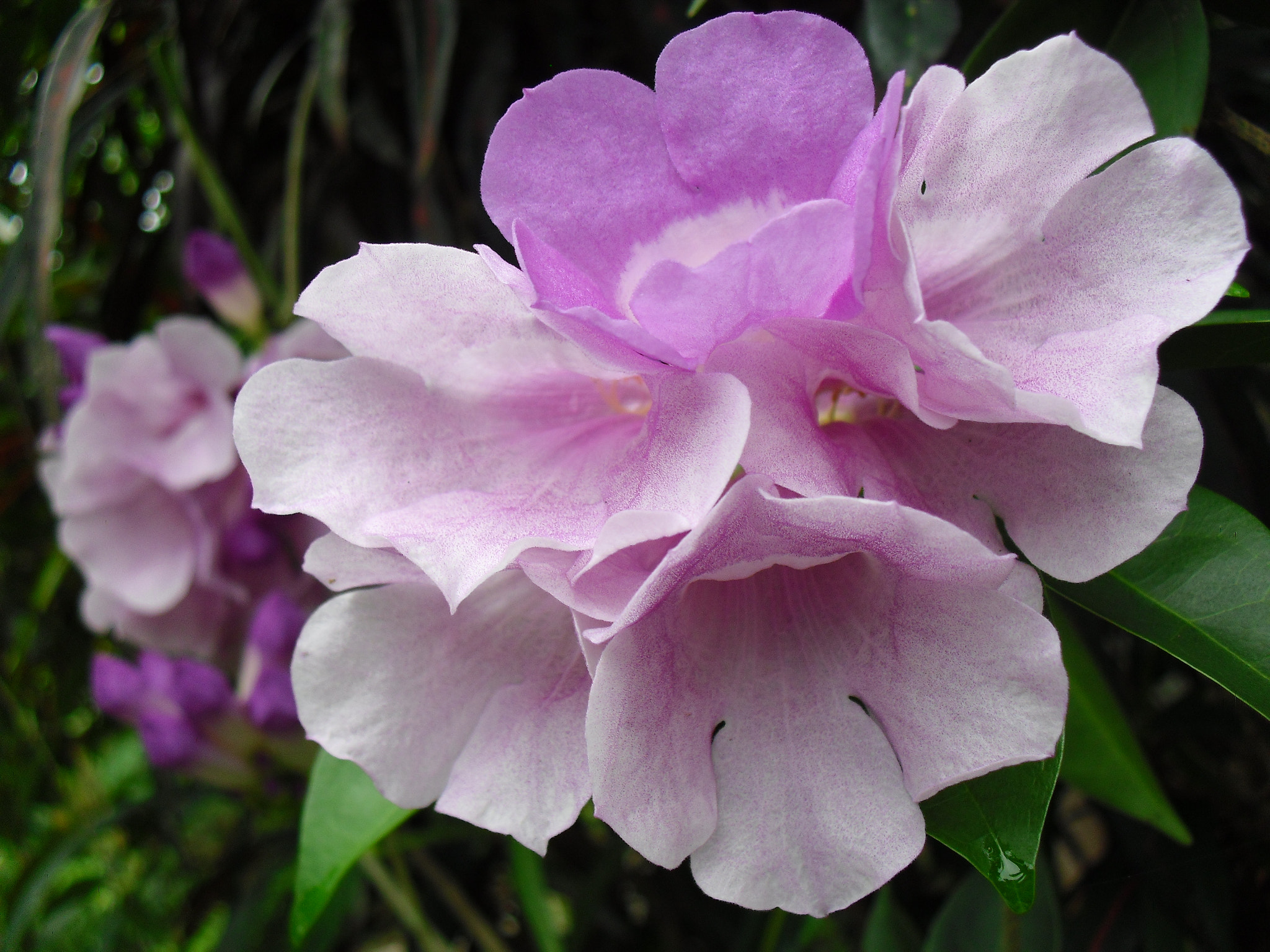 CASIO EX-Z35 sample photo. Flowers  photography