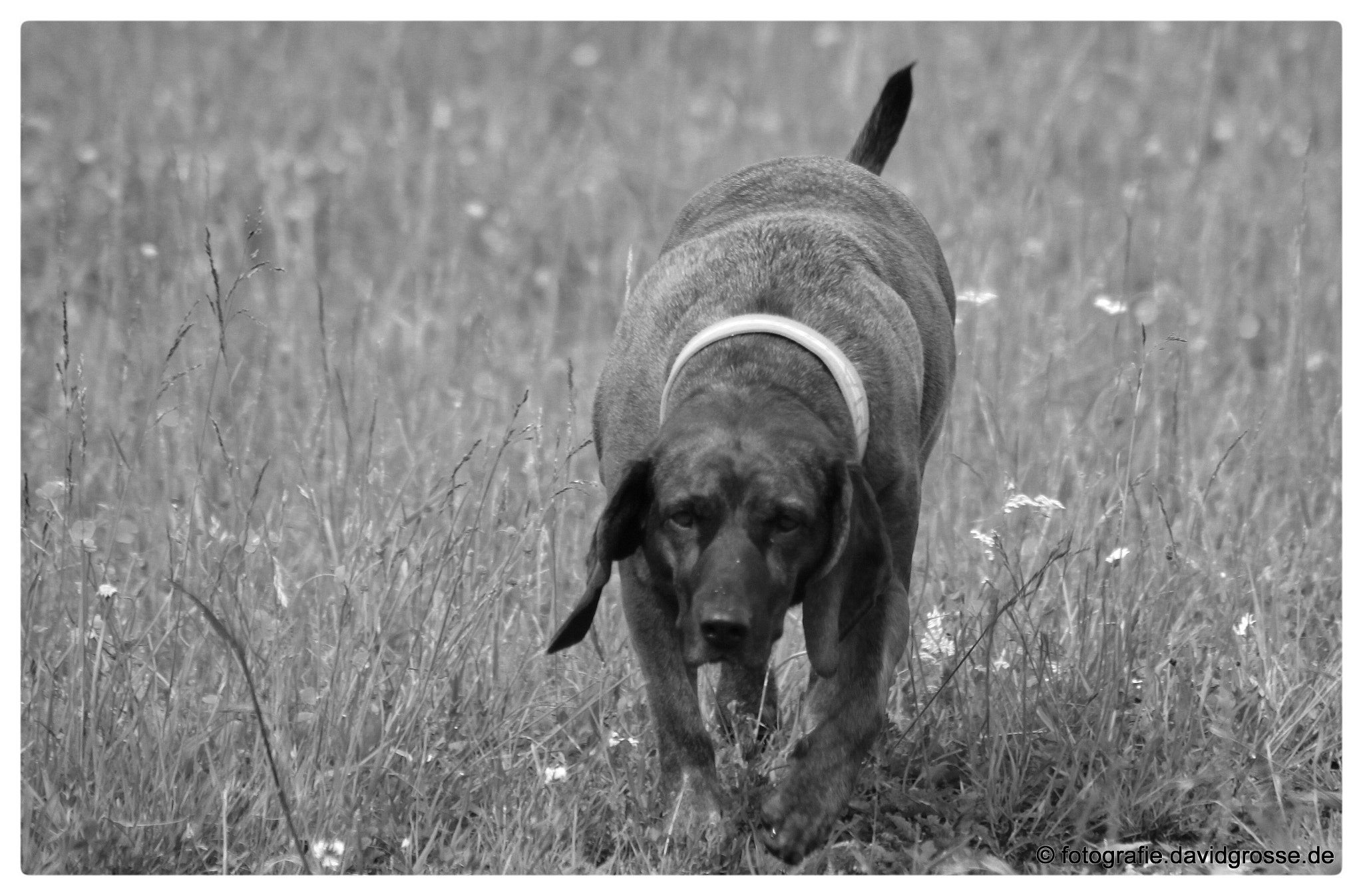 Canon EOS 700D (EOS Rebel T5i / EOS Kiss X7i) + Canon 70-300mm sample photo. Suspiciously dog photography