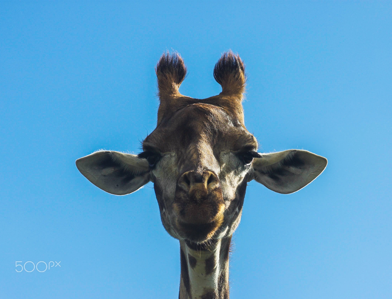 Canon EF 75-300mm f/4-5.6 USM sample photo. Giraffe face photography