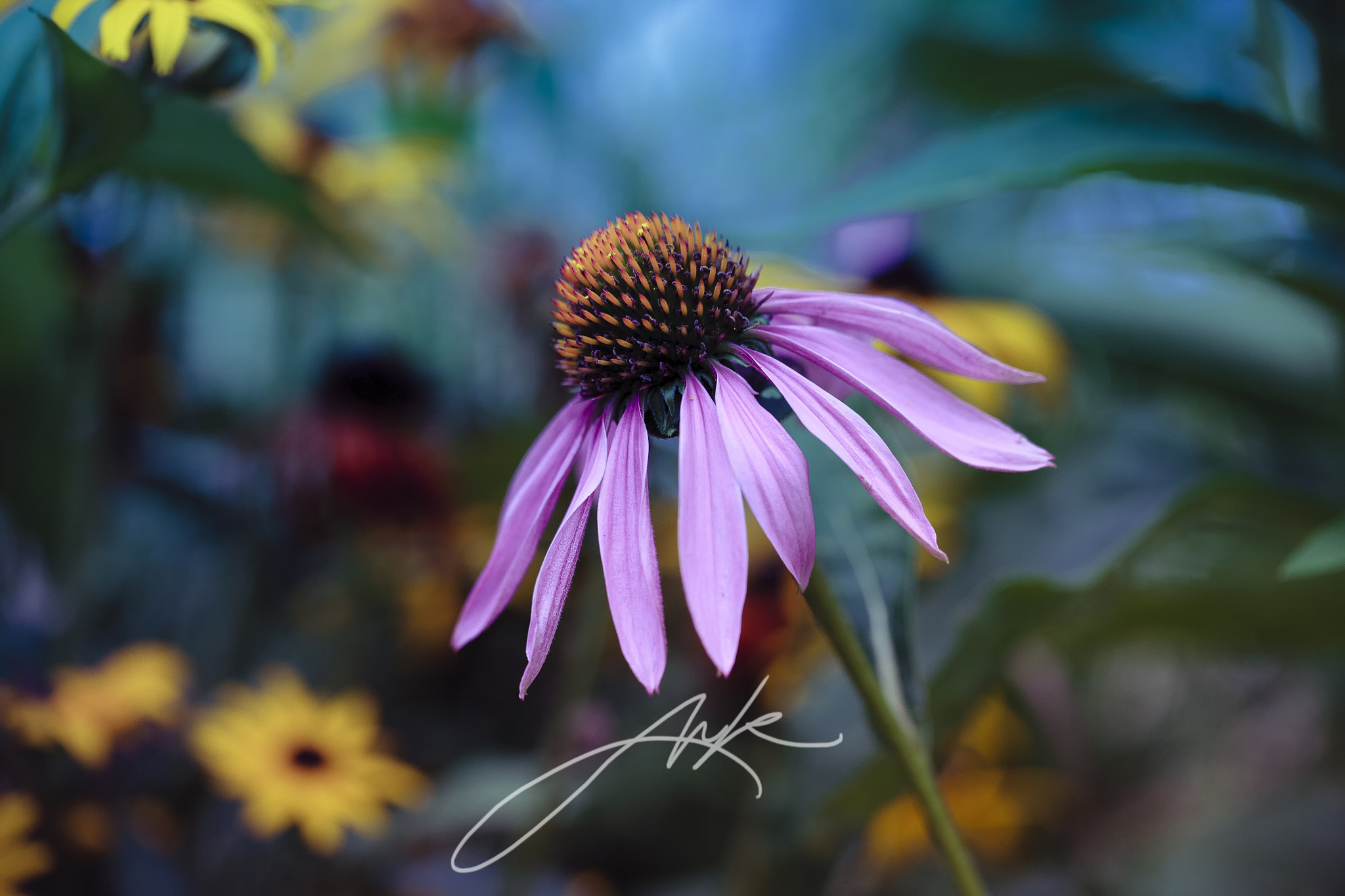 Canon EOS-1Ds Mark III sample photo. Hladno poletje photography