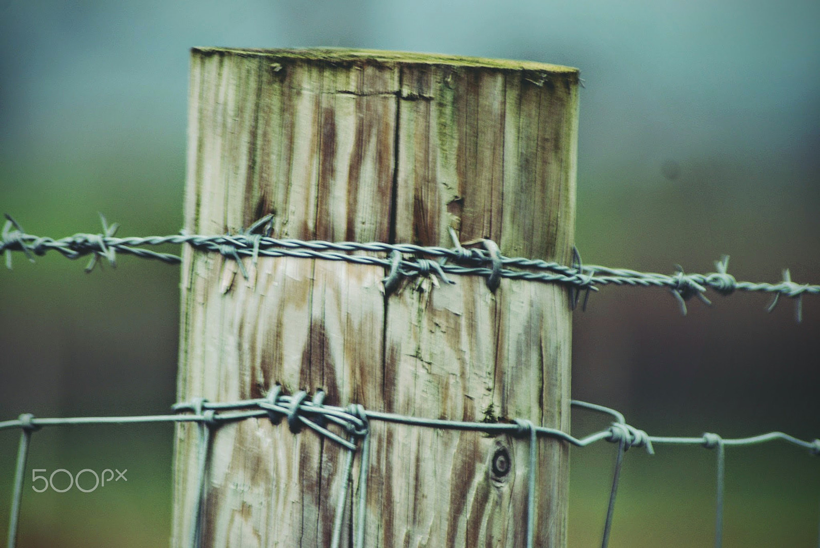 Sony Alpha DSLR-A200 + Tamron Lens (255) sample photo. Chained photography
