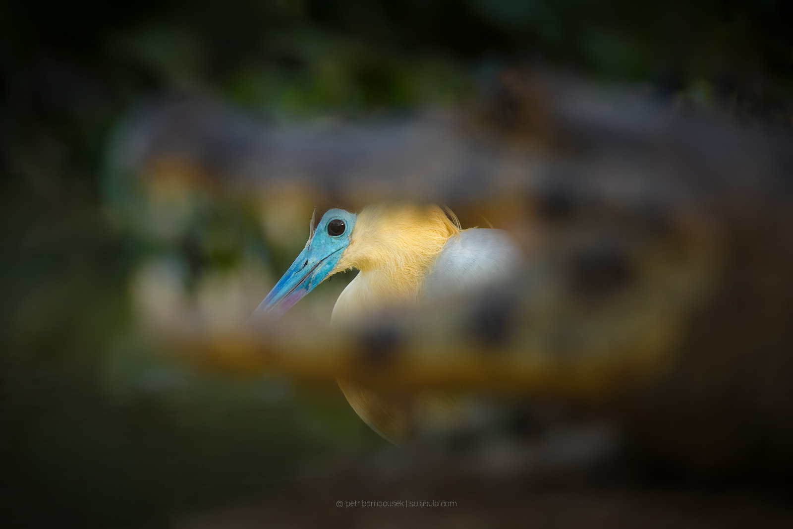 Canon EOS 5DS + Canon EF 300mm F2.8L IS II USM sample photo. Blue capped heron | pantanal photography