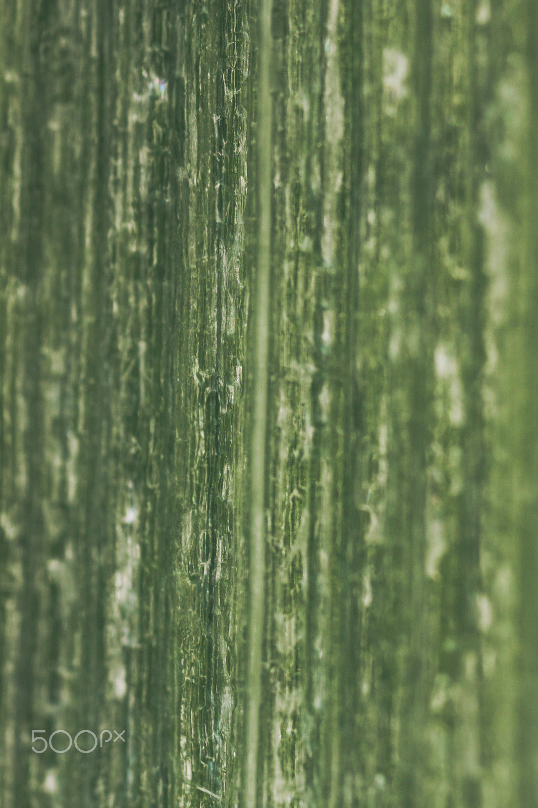 Canon MP-E 65mm F2.5 1-5x Macro Photo sample photo. Scallion photography