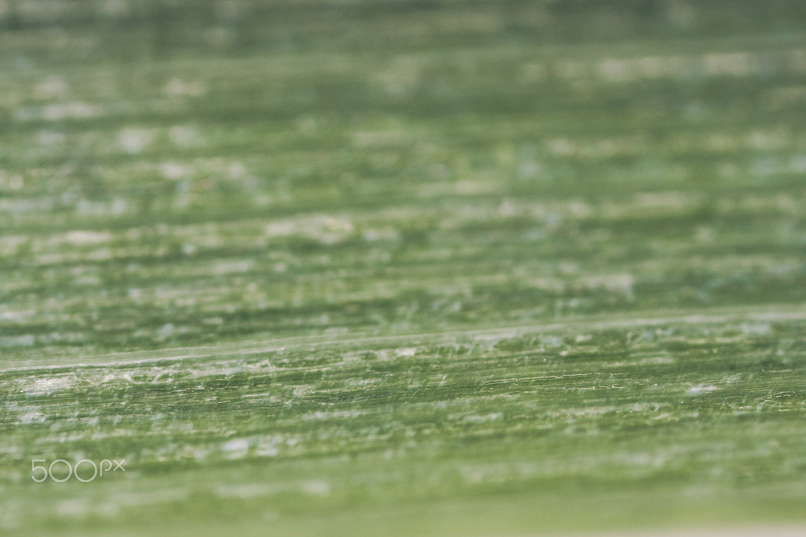 Canon MP-E 65mm F2.5 1-5x Macro Photo sample photo. Scallion photography