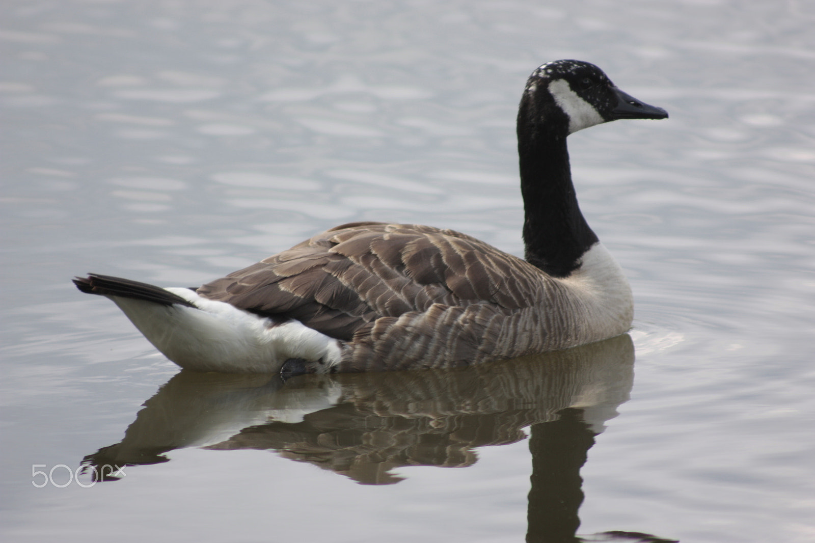 Canon EOS 450D (EOS Rebel XSi / EOS Kiss X2) + Canon EF 50mm f/1.8 sample photo. Goose photography