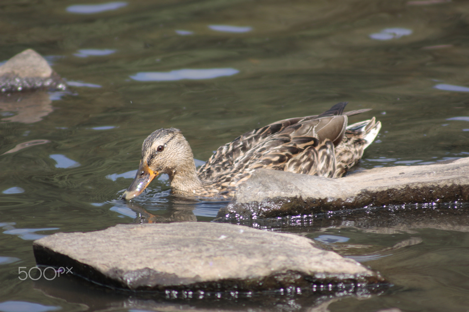 Canon EOS 450D (EOS Rebel XSi / EOS Kiss X2) + Canon EF 50mm f/1.8 sample photo. Duck photography
