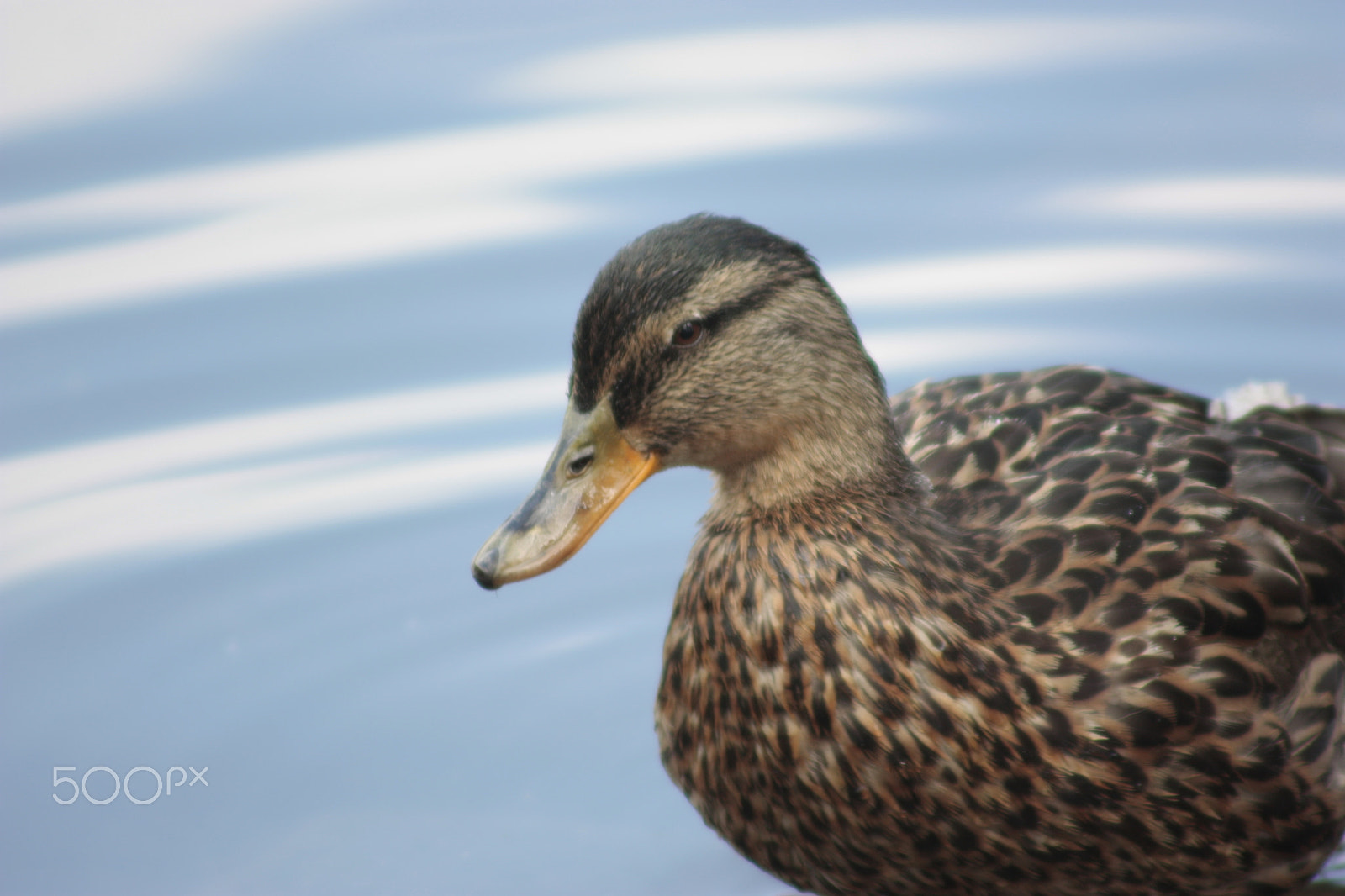 Canon EOS 450D (EOS Rebel XSi / EOS Kiss X2) + Canon EF 50mm f/1.8 sample photo. Duck iii photography