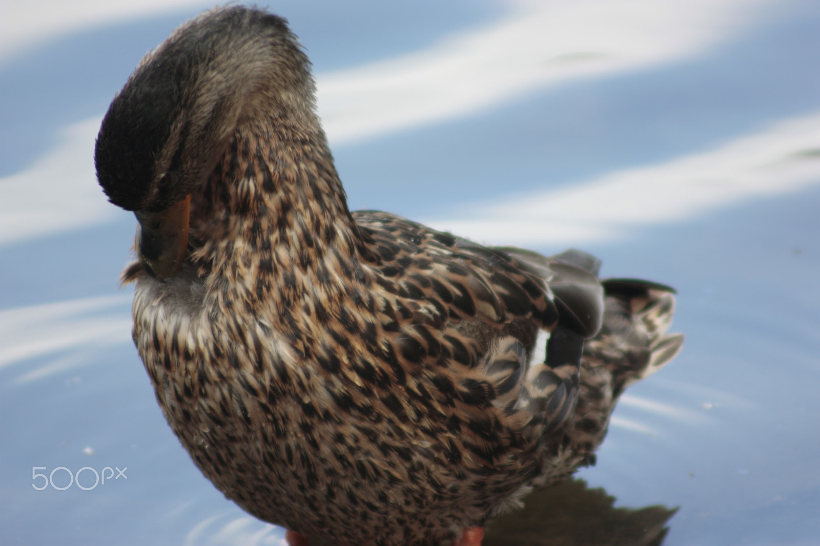 Canon EOS 450D (EOS Rebel XSi / EOS Kiss X2) + Canon EF 50mm f/1.8 sample photo. Self washing duck photography