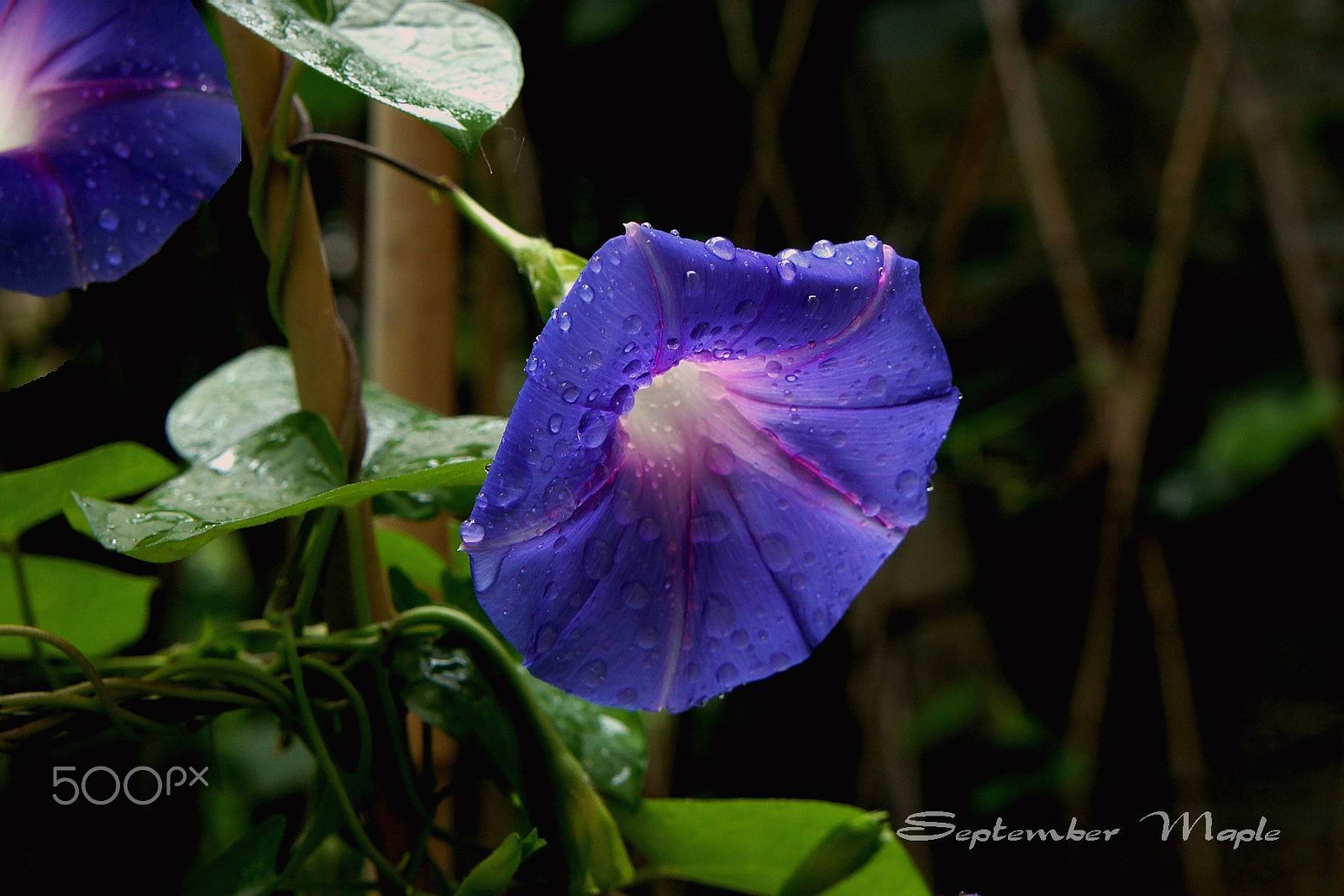 Sony NEX-5C + Sony E 18-55mm F3.5-5.6 OSS sample photo. 雨中的牵牛花 1 photography