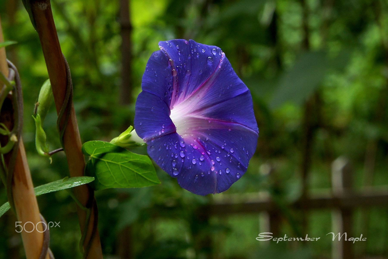 Sony NEX-5C sample photo. 雨中的牵牛花 2 photography