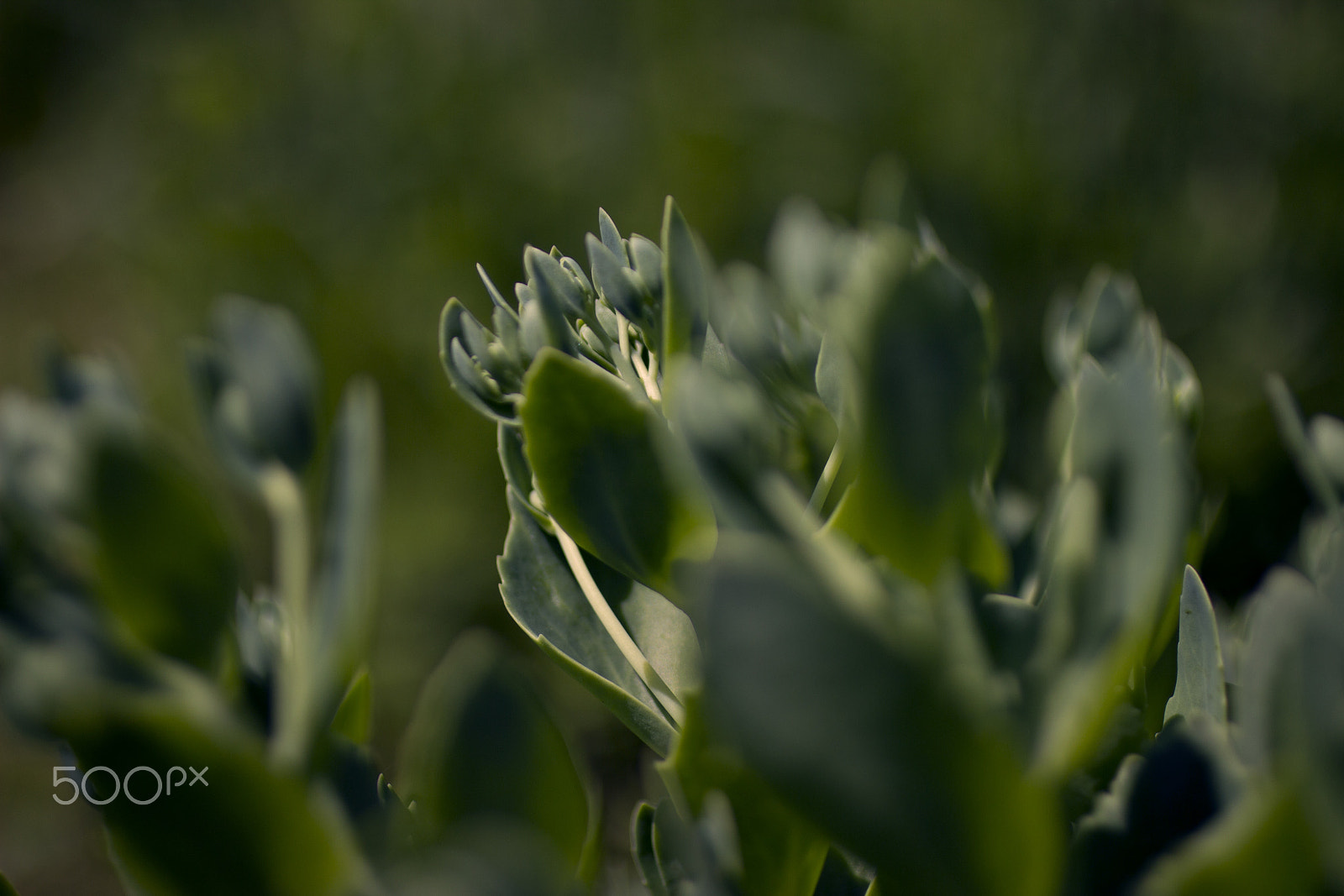 Canon EOS 600D (Rebel EOS T3i / EOS Kiss X5) + Canon EF 50mm F2.5 Macro sample photo. In the grass photography