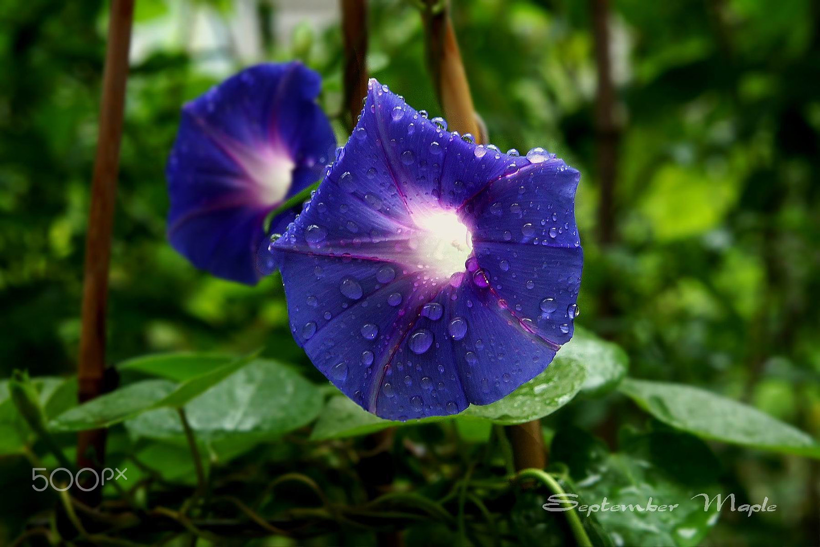 Sony NEX-5C + Sony E 18-55mm F3.5-5.6 OSS sample photo. 雨中的牵牛花 3 photography