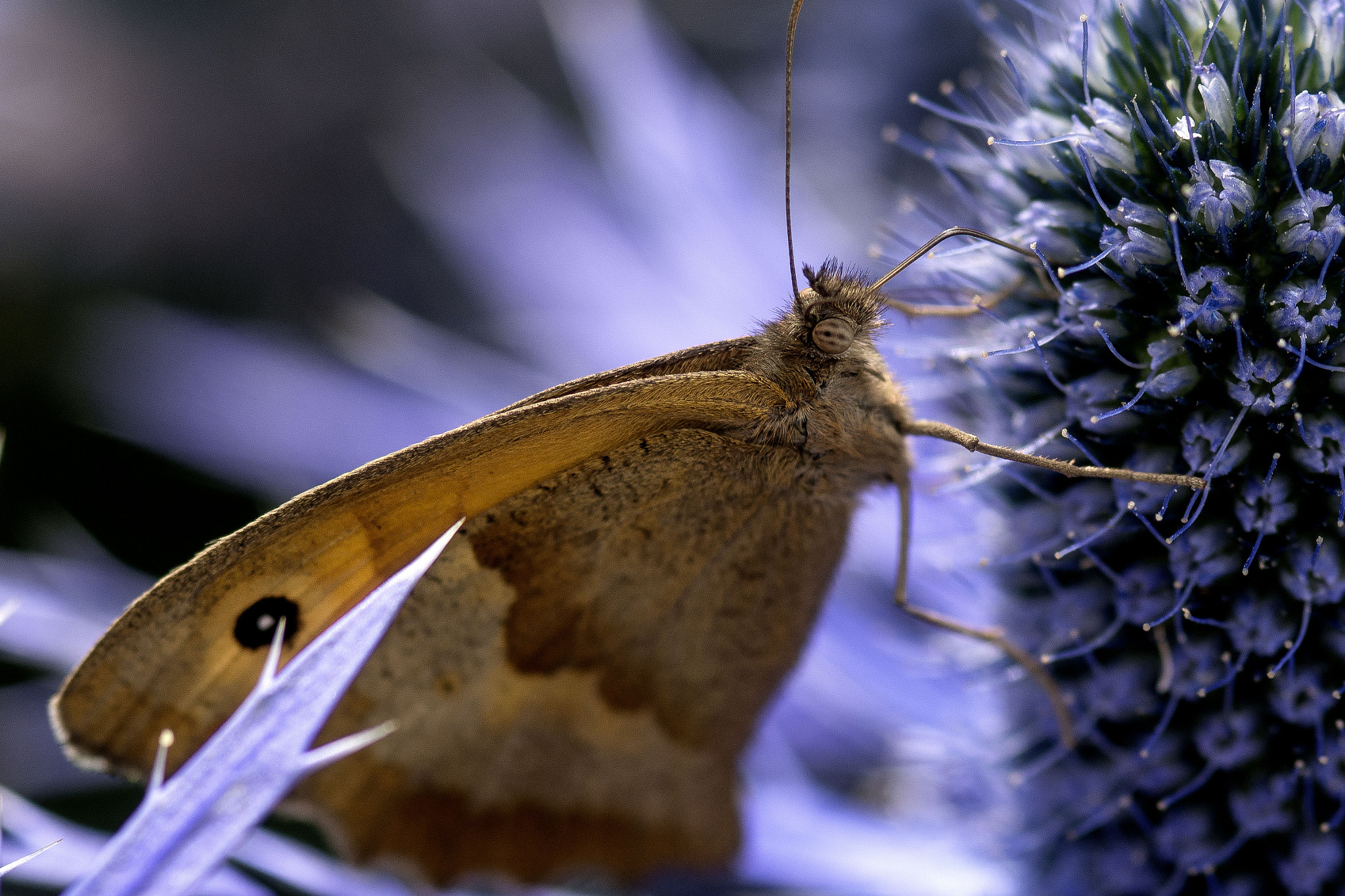 Nikon D7100 + AF Micro-Nikkor 105mm f/2.8 sample photo. Lunch photography