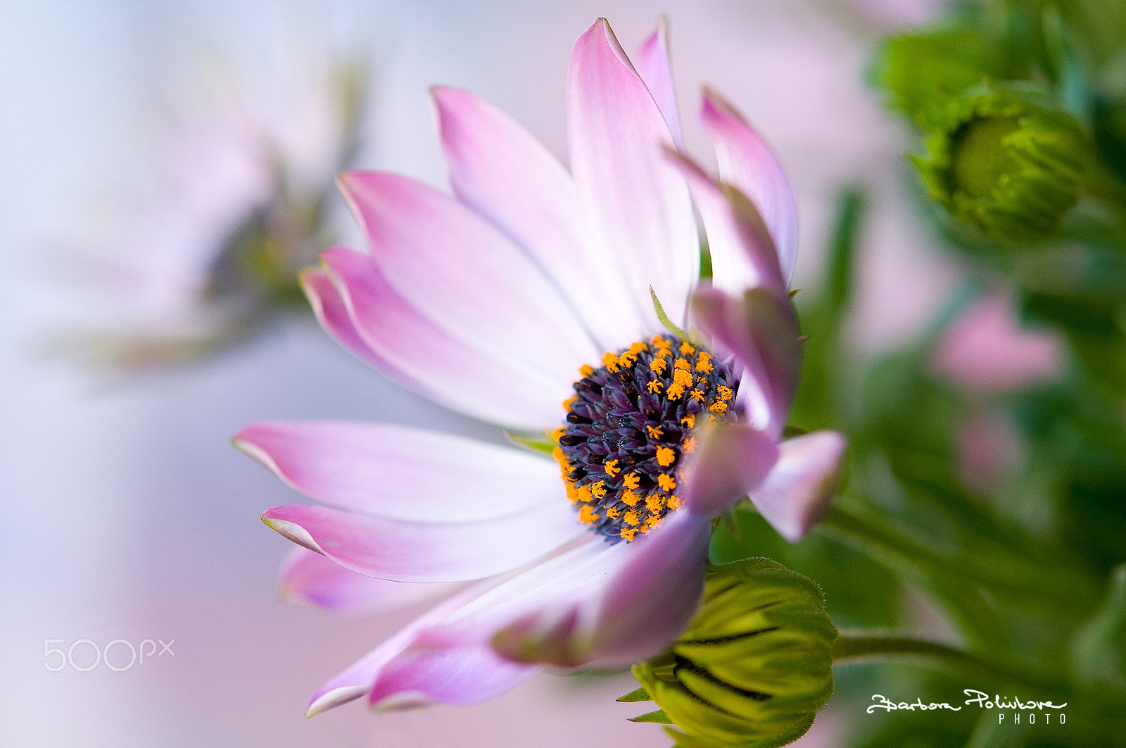 Nikon AF-S Micro-Nikkor 60mm F2.8G ED sample photo. In my heart photography
