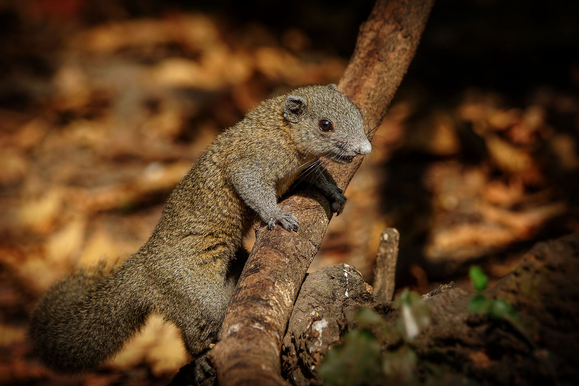 Sony ILCA-77M2 + Sony 70-400mm F4-5.6 G SSM II sample photo. Gray-bellied squirrel photography