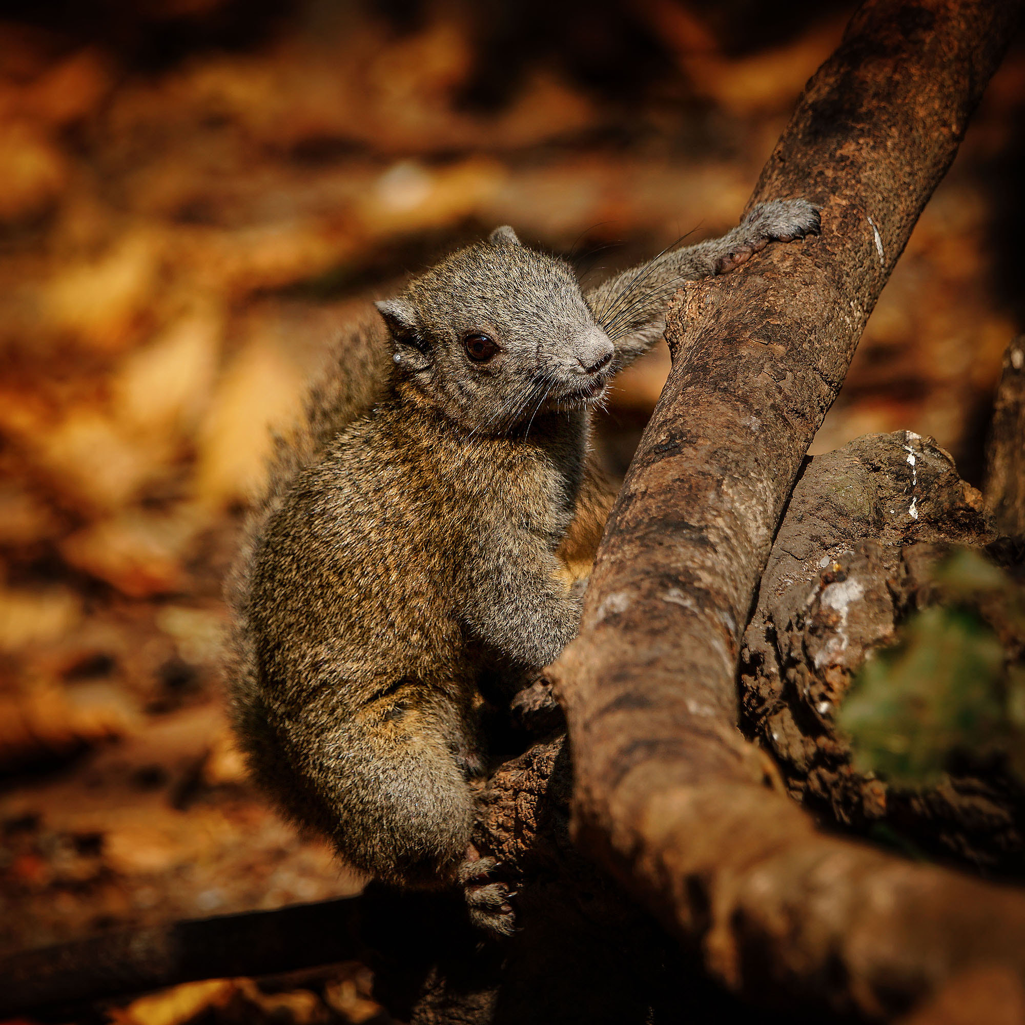 Sony 70-400mm F4-5.6 G SSM II sample photo. Gray-bellied squirrel photography