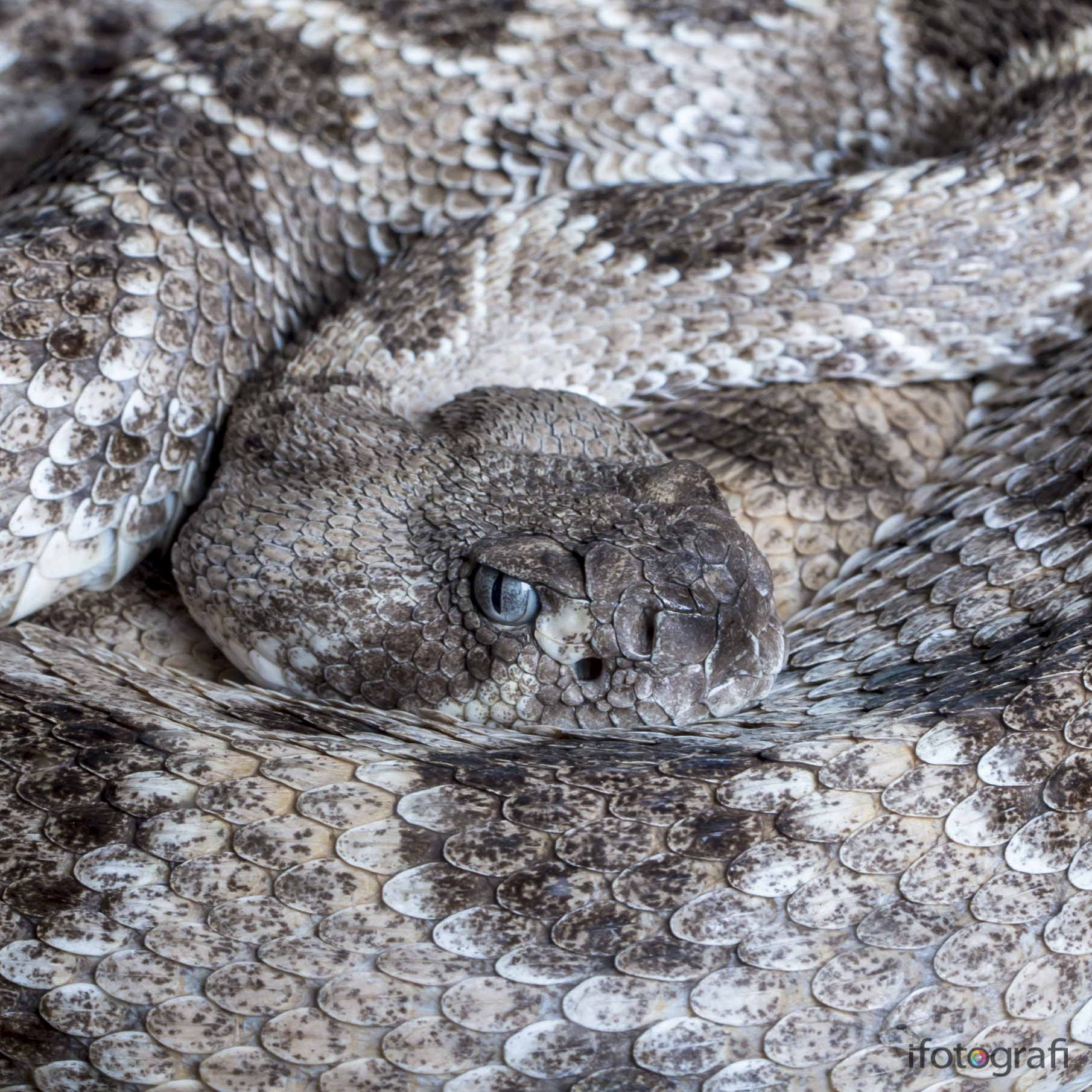 Canon EF 100mm F2.8L Macro IS USM sample photo. Crotalo photography