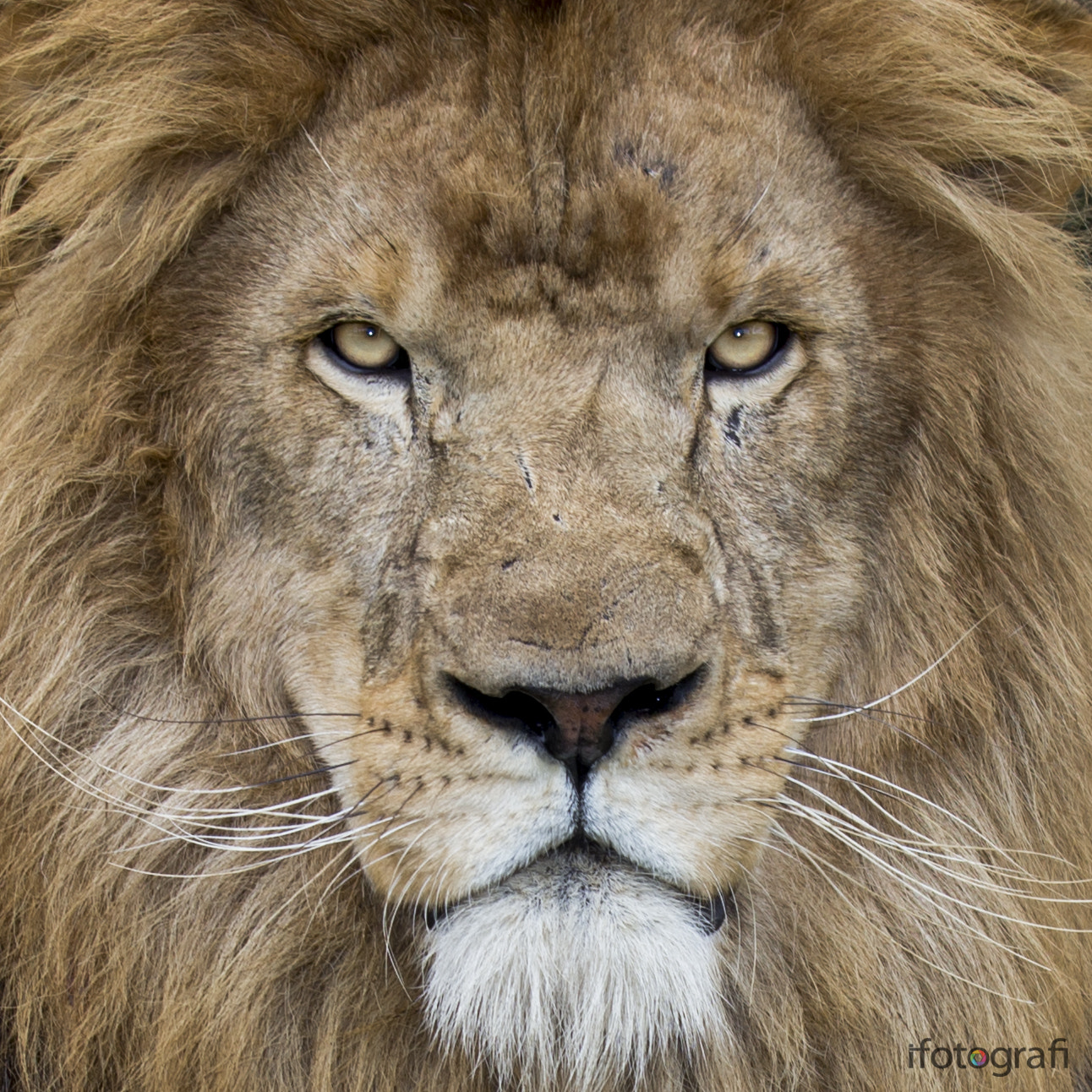 Canon EF 70-200mm F2.8L IS II USM sample photo. Portraid lions photography
