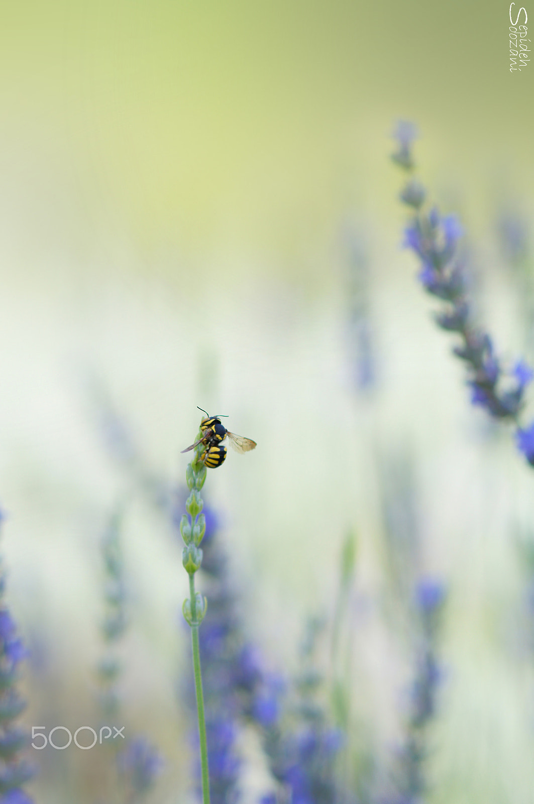 Tamron SP AF 90mm F2.8 Di Macro sample photo. Baby photography