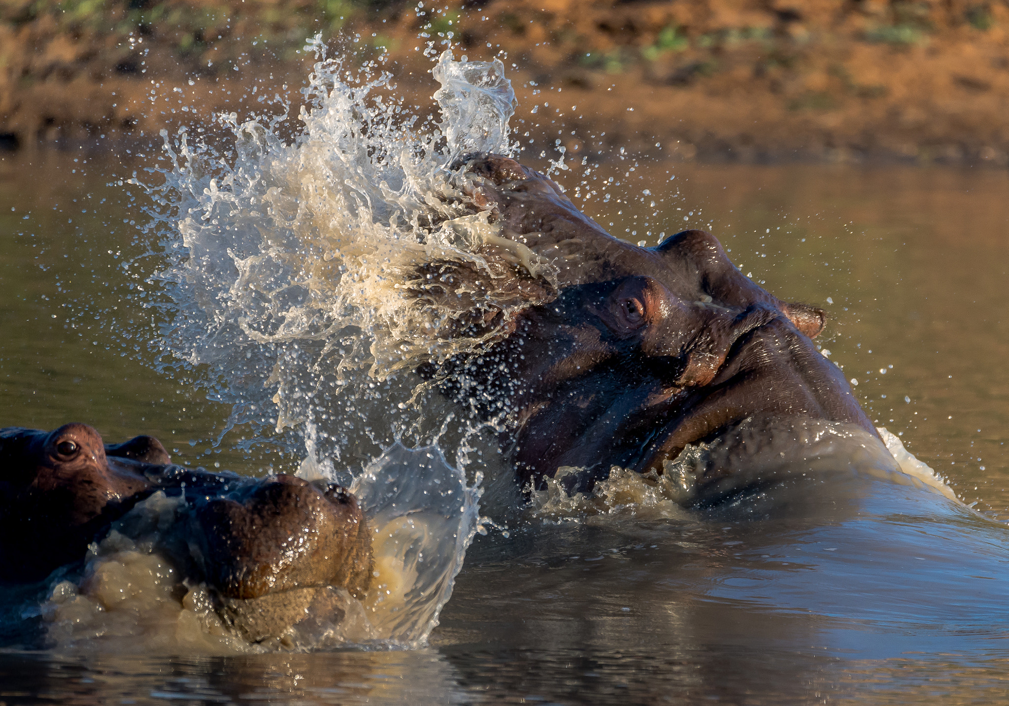 Sigma 150-600mm F5-6.3 DG OS HSM | S sample photo. You're in my space! photography