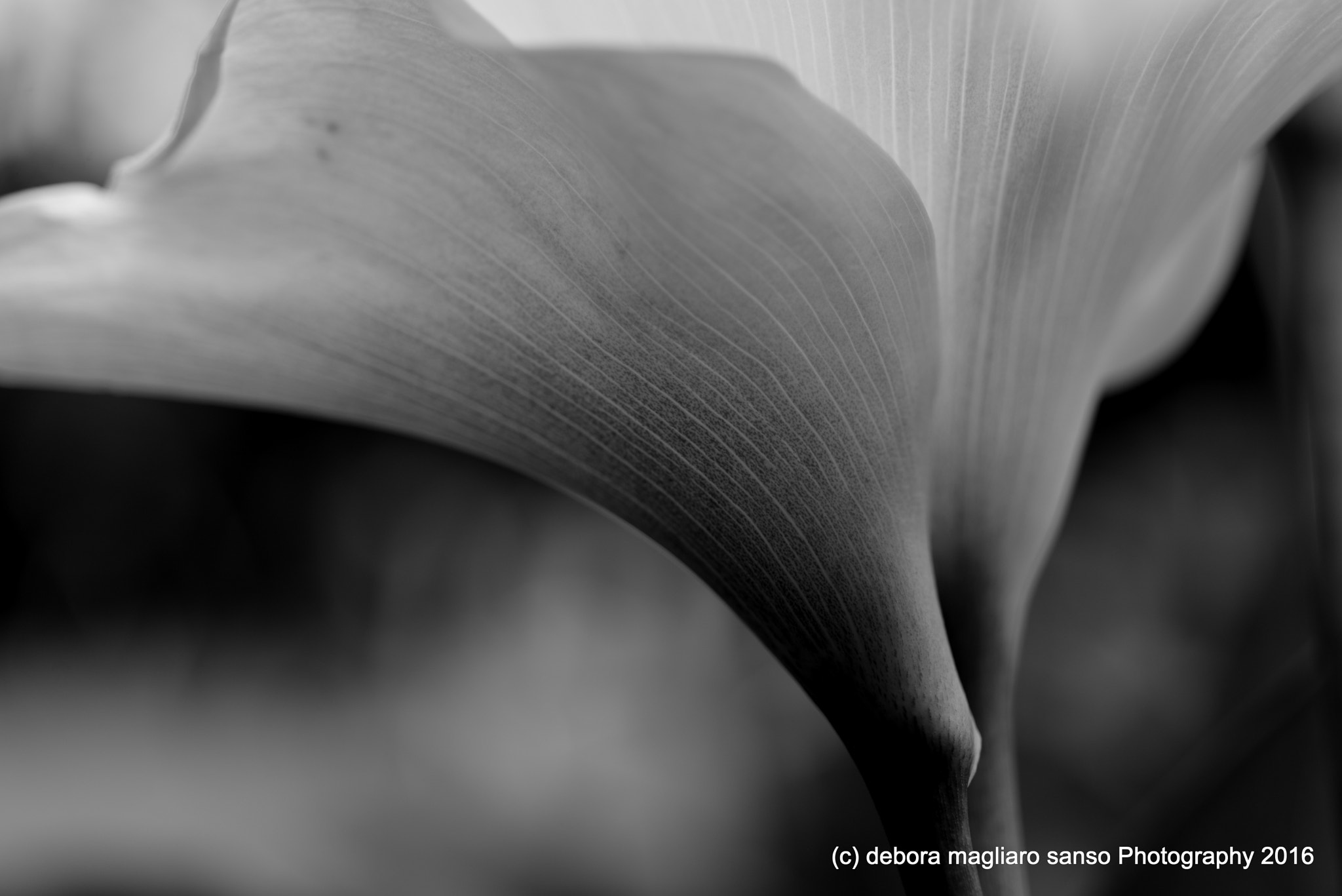 Nikon D610 + Nikon AF Micro-Nikkor 60mm F2.8D sample photo. Somber photography