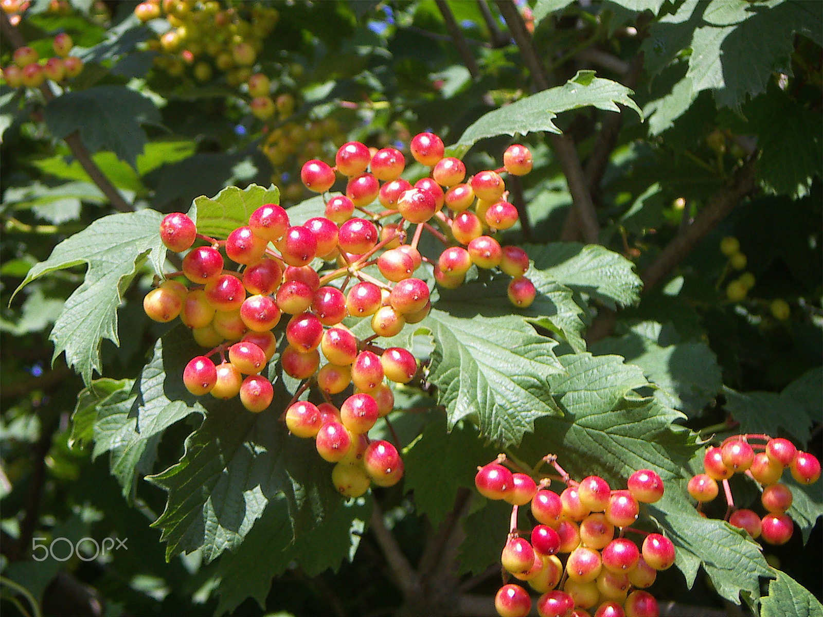 KONICA MINOLTA DiMAGE X31 sample photo. Guelder-rose clusters photography