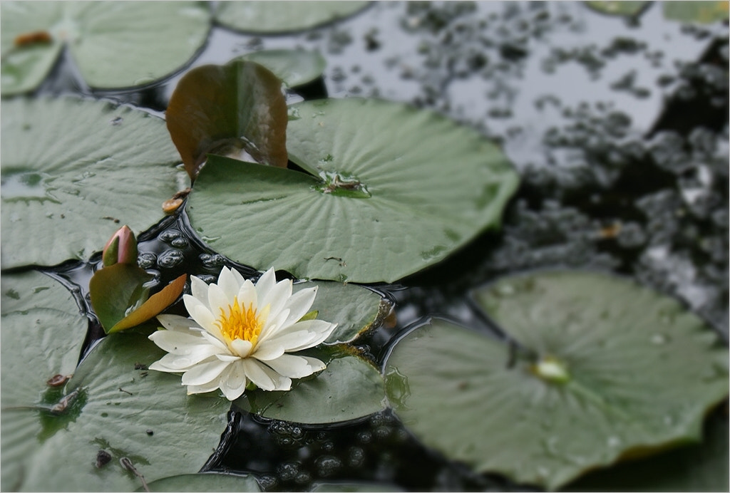 Sony Alpha DSLR-A290 + Sony DT 18-55mm F3.5-5.6 SAM sample photo. Pond beauty photography