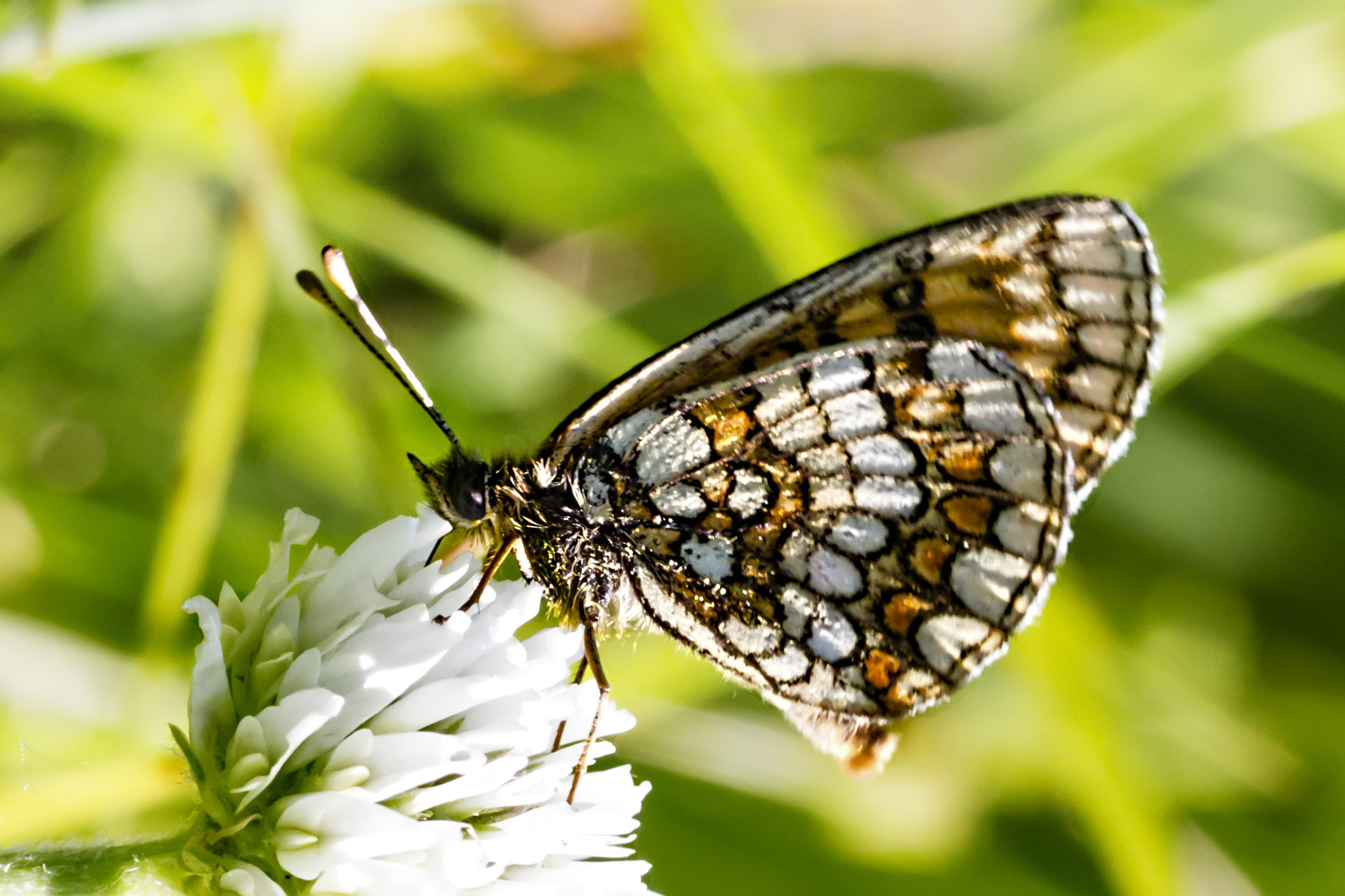 Canon EOS 700D (EOS Rebel T5i / EOS Kiss X7i) + Tamron SP AF 90mm F2.8 Di Macro sample photo. Natural mosaic photography