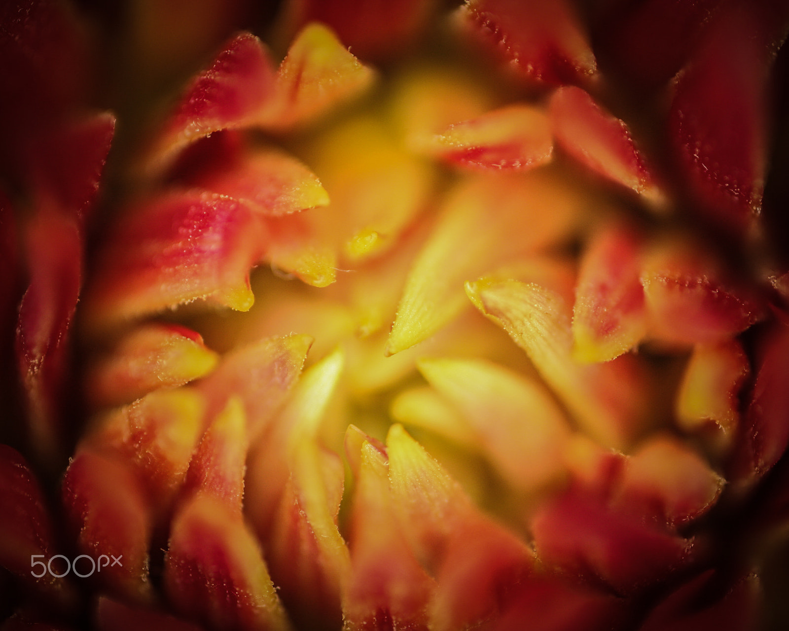 Canon MP-E 65mm F2.5 1-5x Macro Photo sample photo. Nektar photography