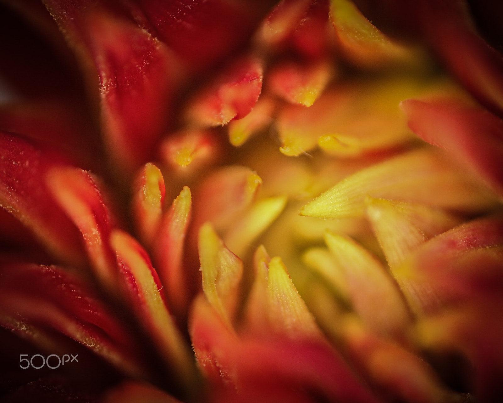 Canon MP-E 65mm F2.5 1-5x Macro Photo sample photo. Nektar photography