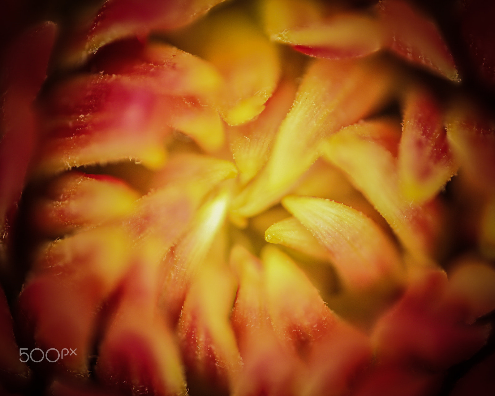 Canon MP-E 65mm F2.5 1-5x Macro Photo sample photo. Nektar photography