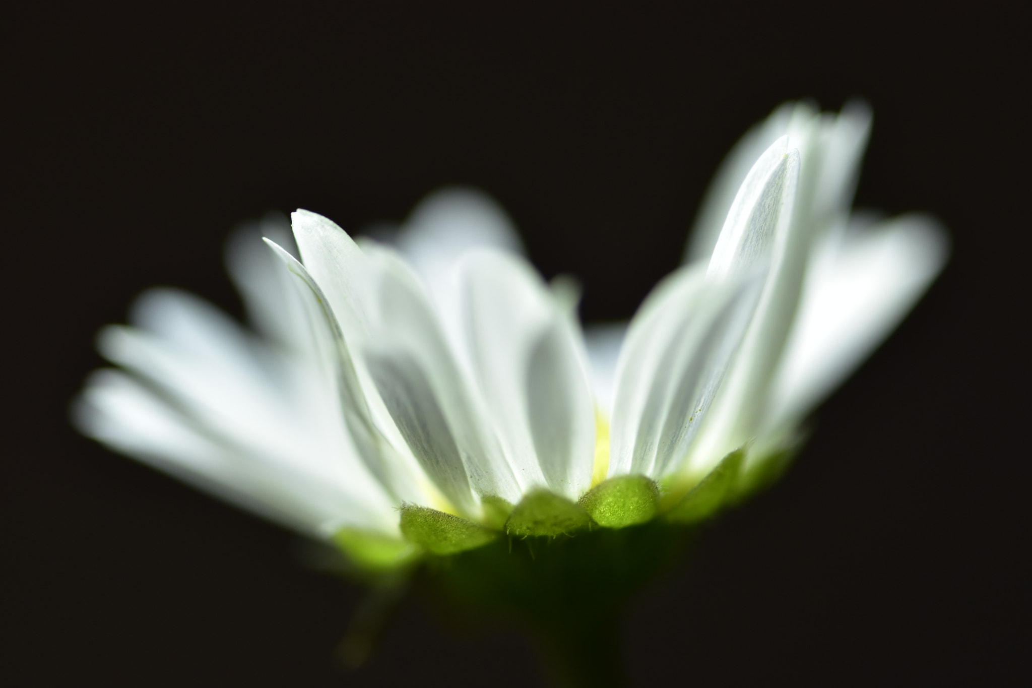 Sigma 150mm F2.8 EX DG OS Macro HSM sample photo