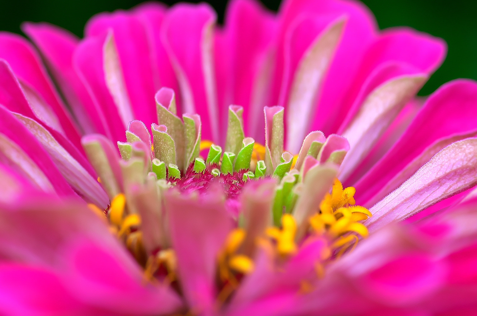 Pentax K-50 + Pentax smc D-FA 100mm F2.8 Macro WR sample photo. Colorful photography