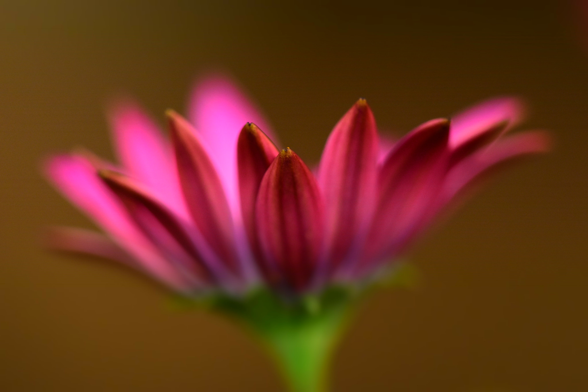Sigma 150mm F2.8 EX DG OS Macro HSM sample photo