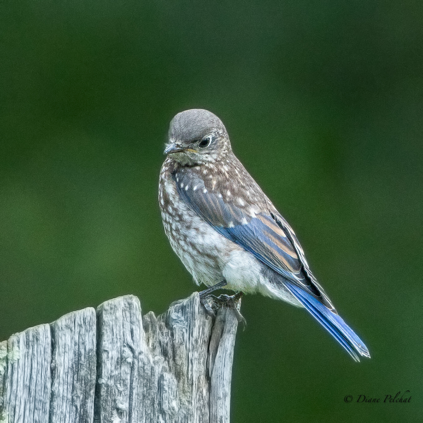 Canon EF 300mm F2.8L IS II USM sample photo. Juvenile eastern bluebird photography