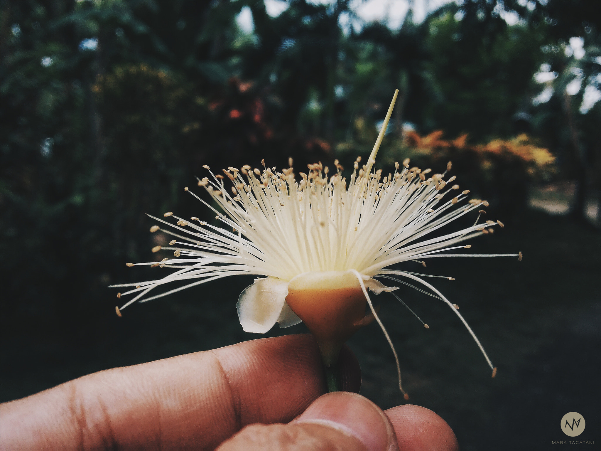LG G2 MINI sample photo. For you my love photography