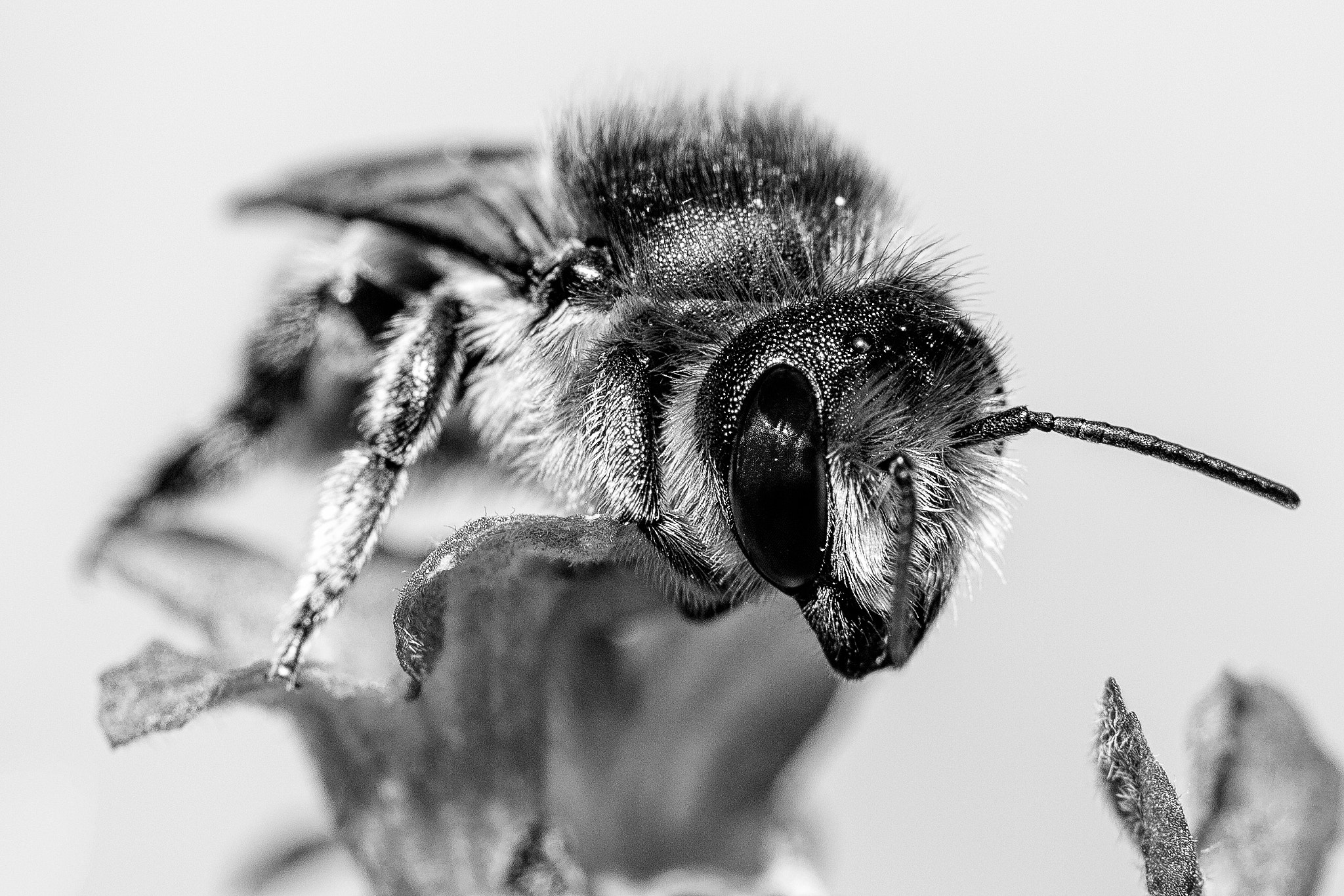 Canon EOS 550D (EOS Rebel T2i / EOS Kiss X4) sample photo. Honey bee b&w photography